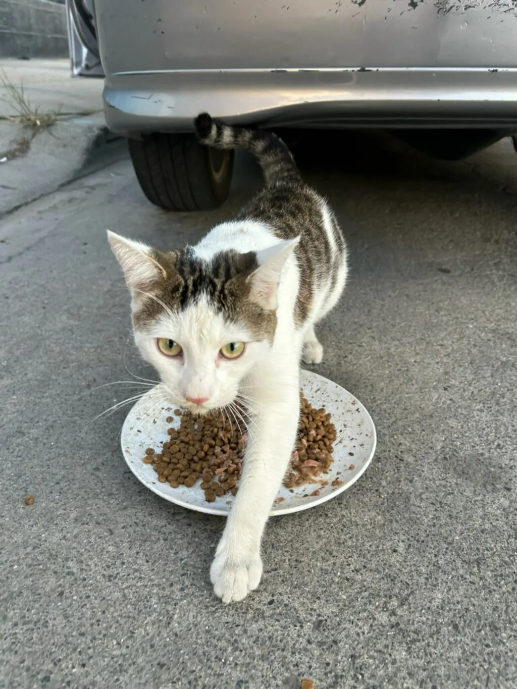 Thank you so much to everyone who donated for Giving Tuesday! You helped make it our most successful Giving Tuesday yet! Your support means the world to us. 

Your support also means more kittens adopted. More cats spayed and neutered. More community