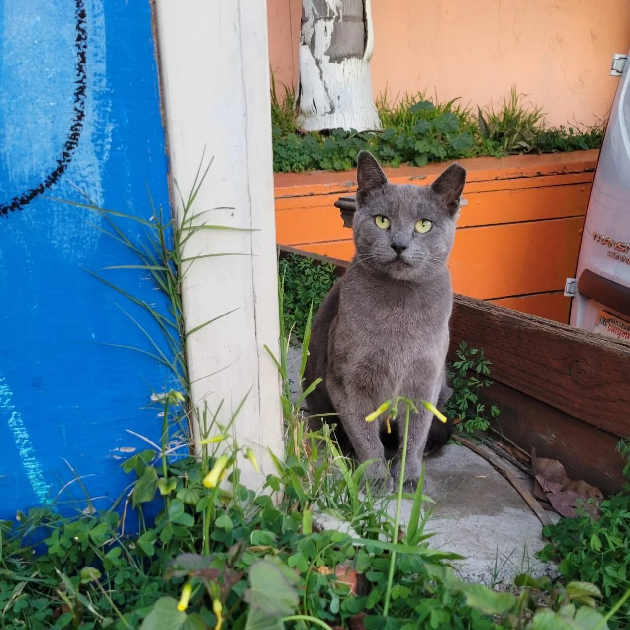 Last chance!&nbsp;Join our&nbsp;final $30,000 triple challenge match of the year. Make your donation before the end of the year and triple your impact! 

Donate at the link in our bio! 

Every donation means more cats spayed/neutered, more kittens of