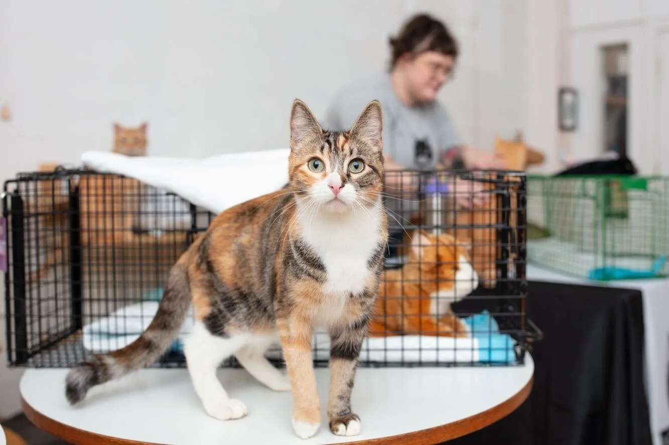 We had a great time at @kittea_sf teaching folks all about trap-neuter-return (TNR). Lots of hands-on time with the traps, answering everyone&rsquo;s great questions, and admiring all the adorable (and adoptable) cats they have! 

Missed this one but