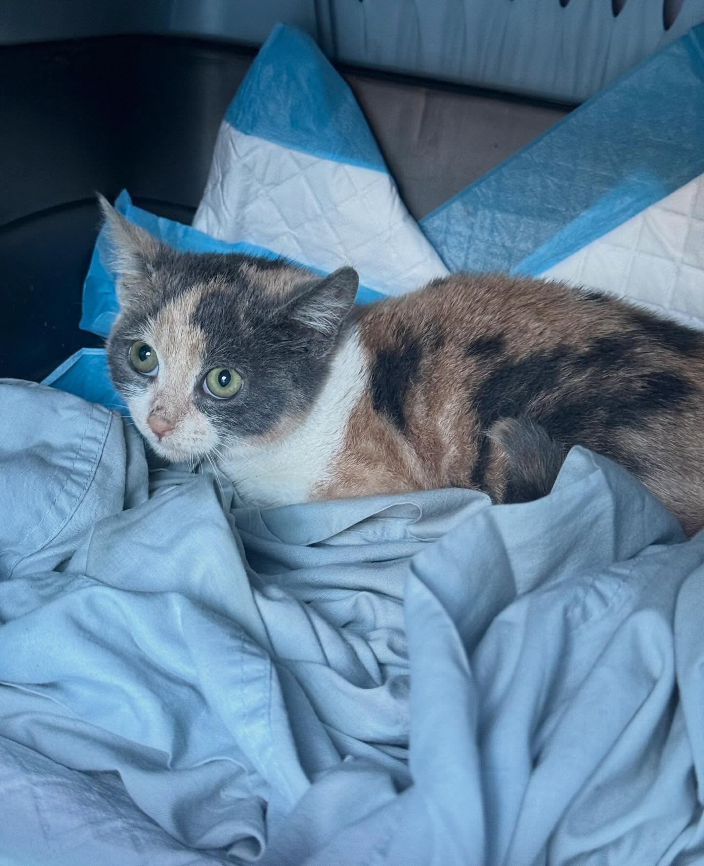 Welcome, Sundae! Yesterday was a big, scary day for a little kitten like you, but you were so brave! 

It took a series of five different people telephoning and driving around yesterday to get Sundae into our foster program, but it was worth it! 

Th