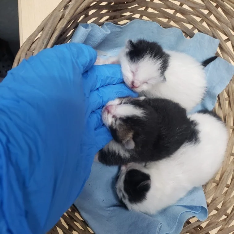 These kittens were brought to the shelter twice today!

The first time, the finder was advised that they should try putting them back, because the kittens seemed to be very well cared for and healthy (and neonatal kittens stand the best chance when t