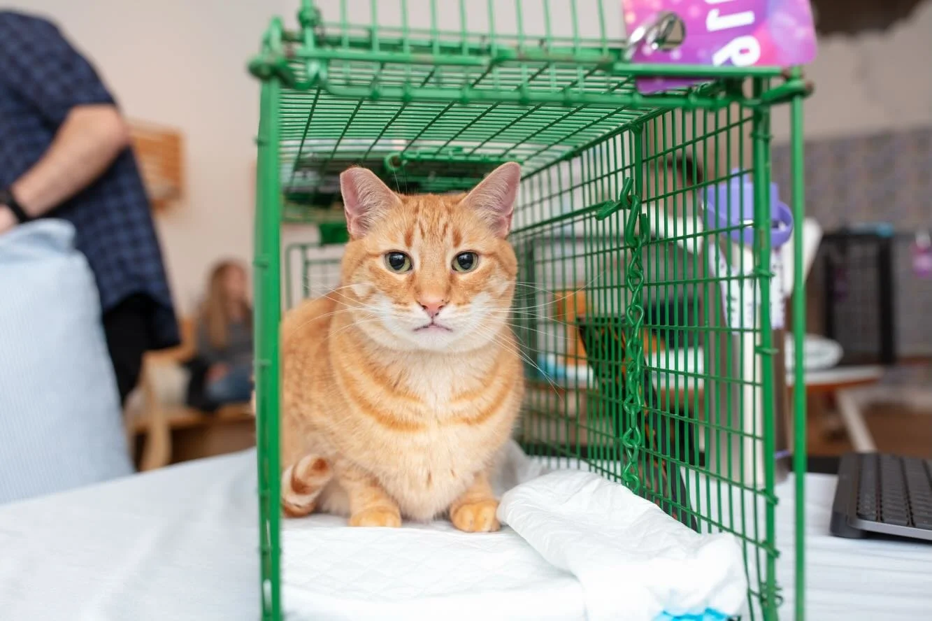 Still thinking about our really great Beginning TNR workshop at @kittea_sf, where we taught folks all about the different traps, best practices for trap-neuter-return, and answered lots of cat-related questions. 

It&rsquo;s such a fun space with so 
