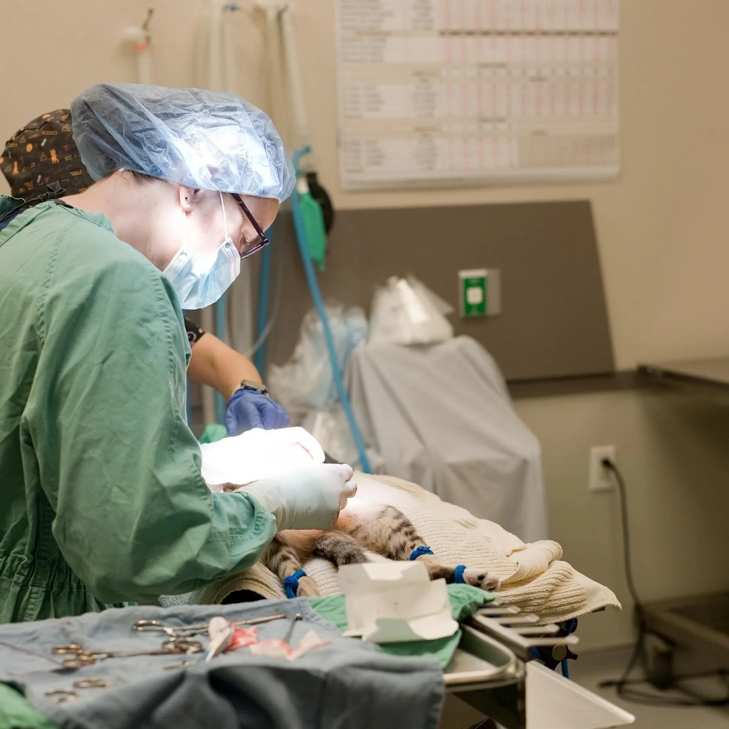 HUGE NEWS! We just launched a monthly spay/neuter clinic in Oakland! 

This new clinic &mdash; a collaboration between Full Circle Cats and @icraeastbay &mdash; has been months in the making and we&rsquo;re thrilled to see it all come to fruition! 

