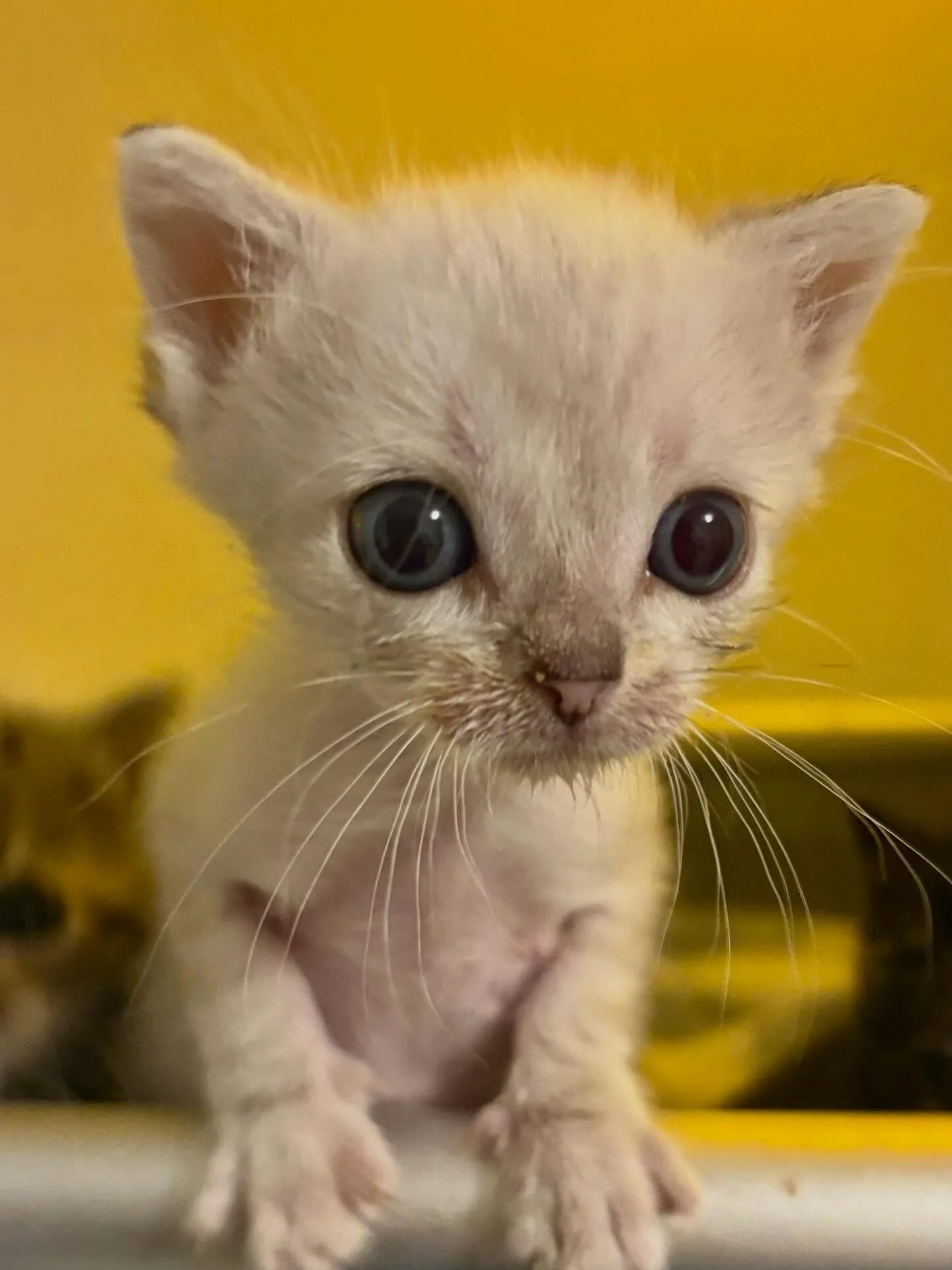 Kittens! We&rsquo;ve had a lot of folks asking whether we have kittens available for adoption and the answer is: soon! All of our small kittens are still a bit too young, having all come in as bottle babies. We have several litters in our foster prog