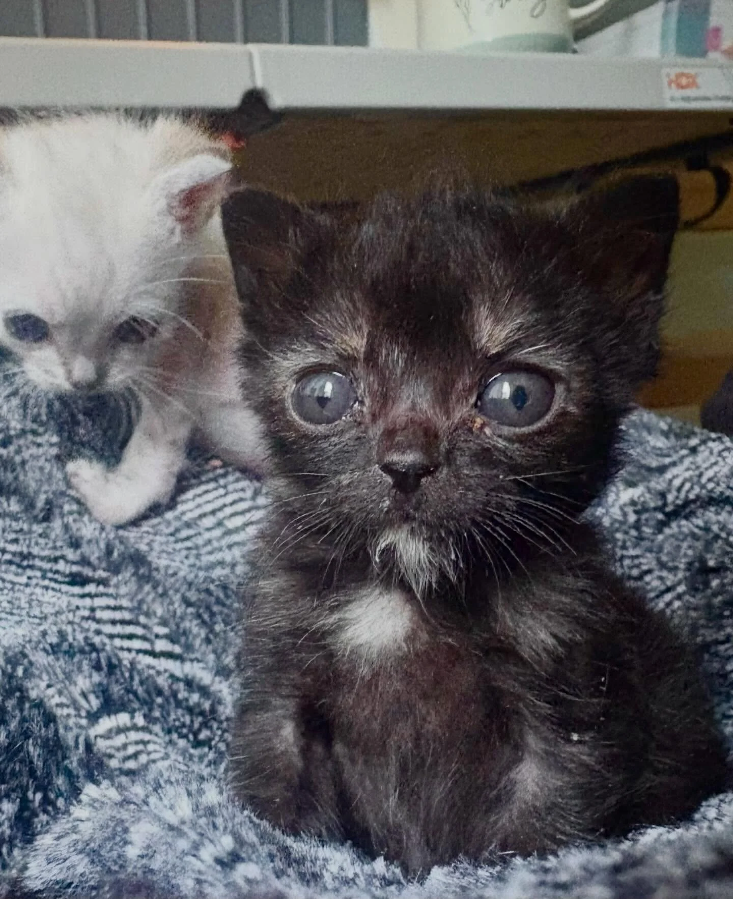 Alamogordo has been struggling ever since she came to us a few weeks ago. She&rsquo;s been on and off of antibiotics with a persistent infection and is not gaining weight despite eating well. Her siblings are all almost three times her weight! She&rs