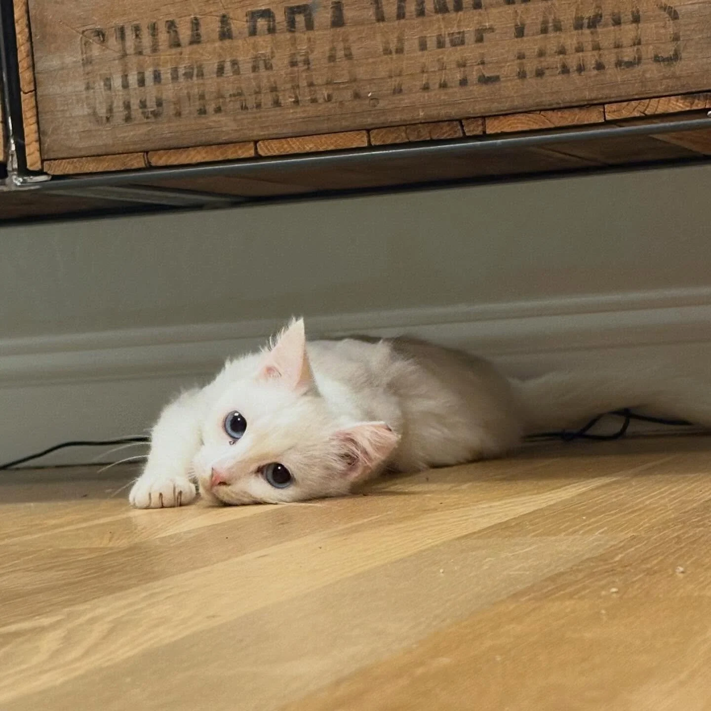 Beverly was looking quite threadbare and scrawny while eating at her outdoor cat colony. Her caretaker trapped her for TNR, but after her surgery appointment it became clear that she wasn&rsquo;t in great shape, so instead of going back out, she went