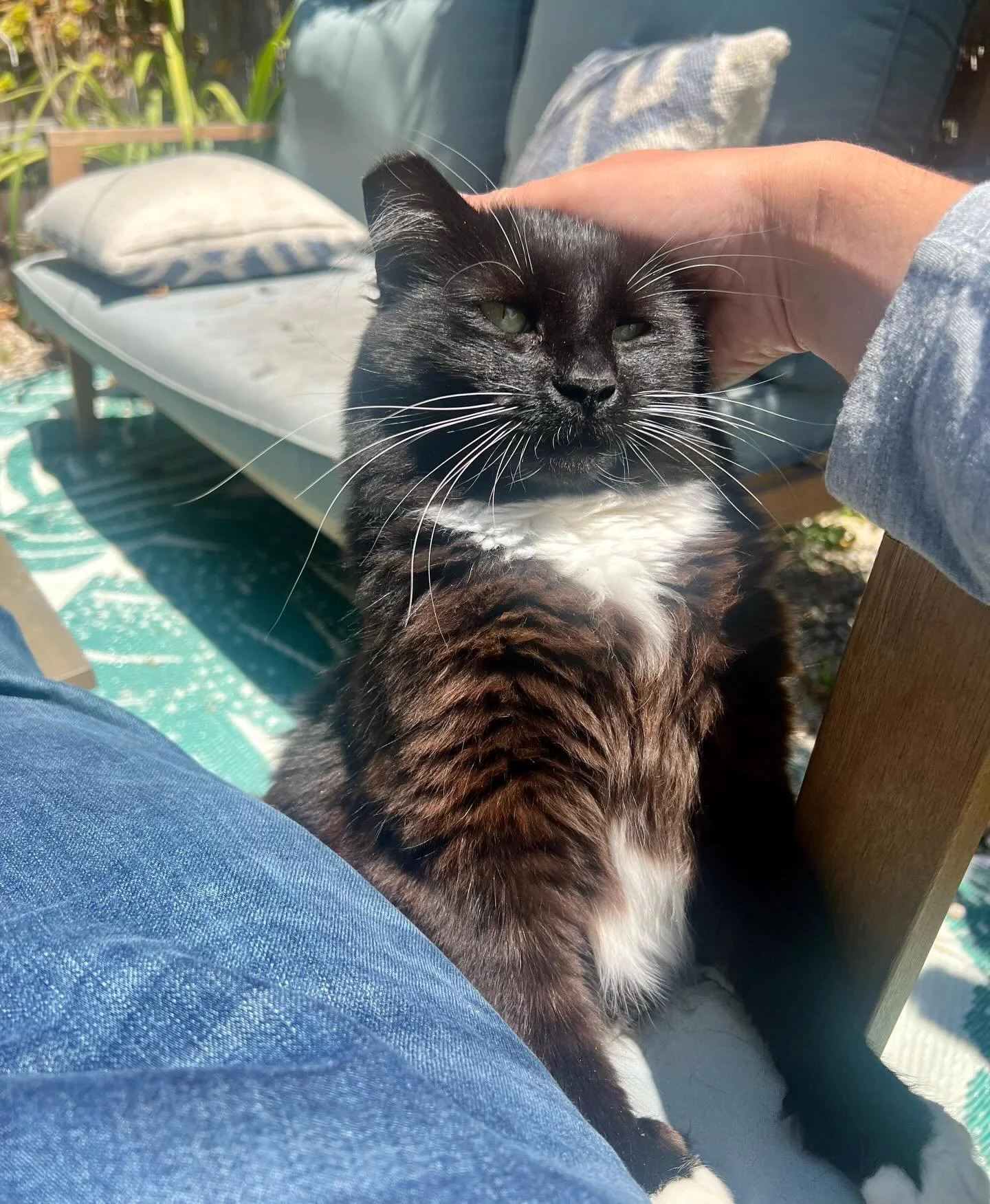 Cholula was born in a backyard four years ago and had lived there her whole life, but recently her family moved. They had been driving back over every single day to keep feeding her at their old house, making sure she was taken care of, but this was 