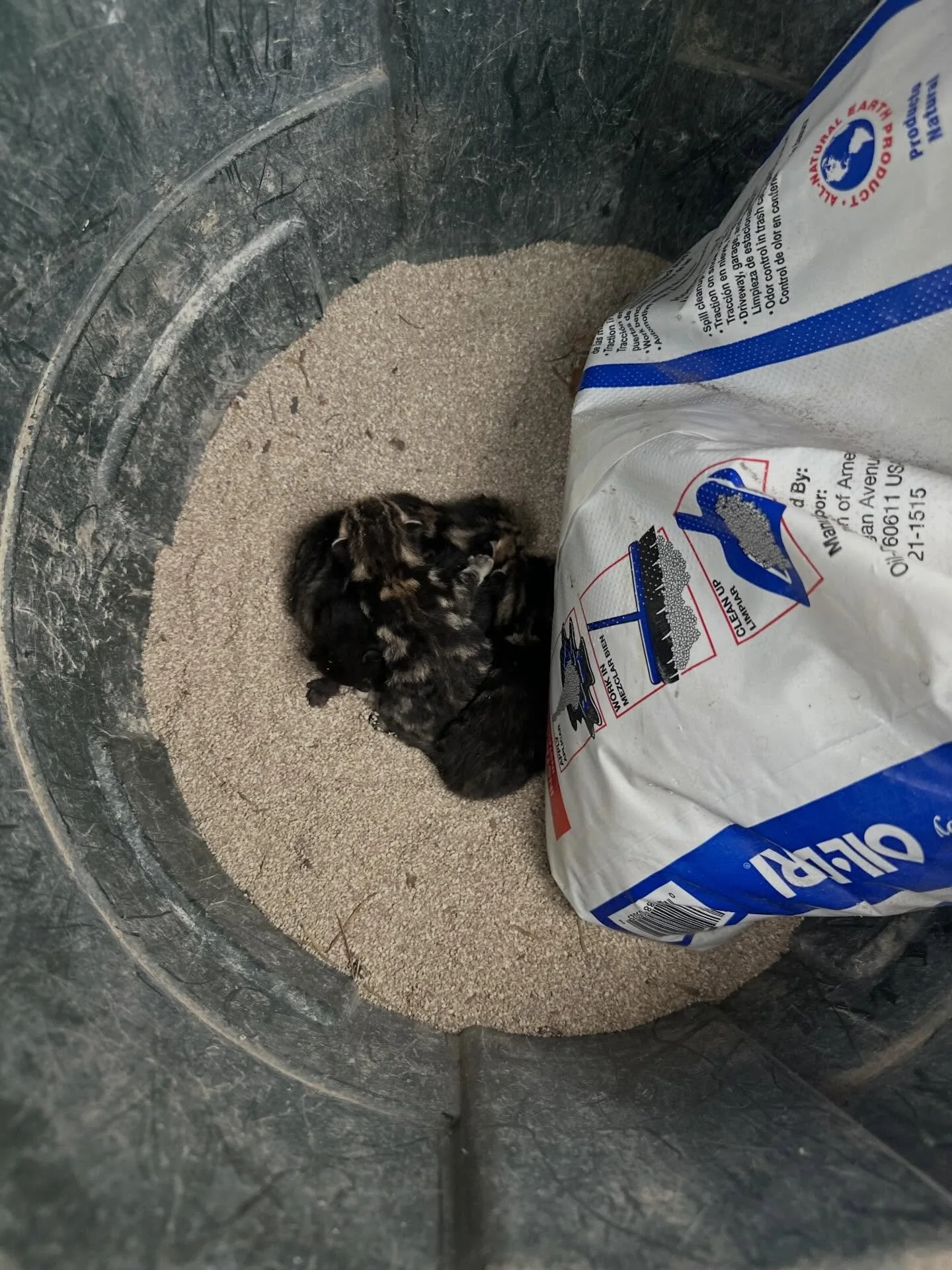 These four babies were born just days ago at our local waste management facility. They were discovered inside of a trash can full of Oil-Dri, an absorbent clay-like material for cleaning up spilled liquids, and they definitely surprised the staff mem