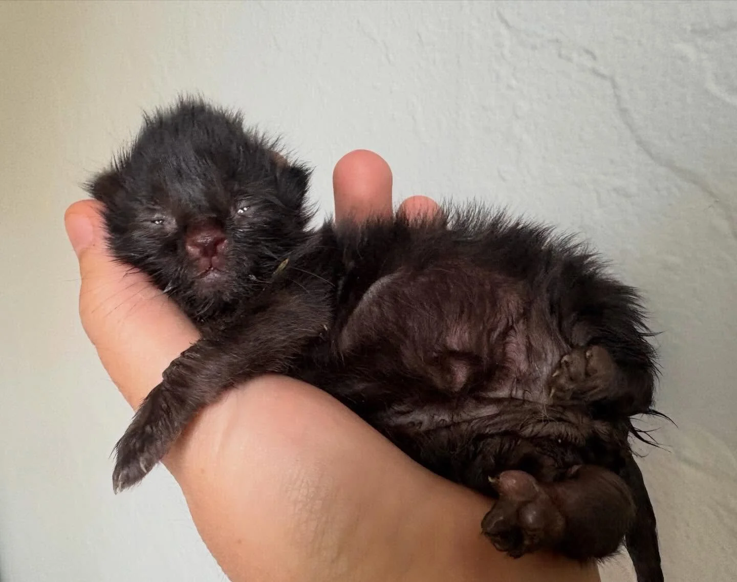 Boerne&rsquo;s mom moved all of his siblings, but left him behind. The first day we had him in foster, everything seemed fine. The second day his leg started to swell and he stopped wanting to eat. Even with multiple vet visits and days of antibiotic