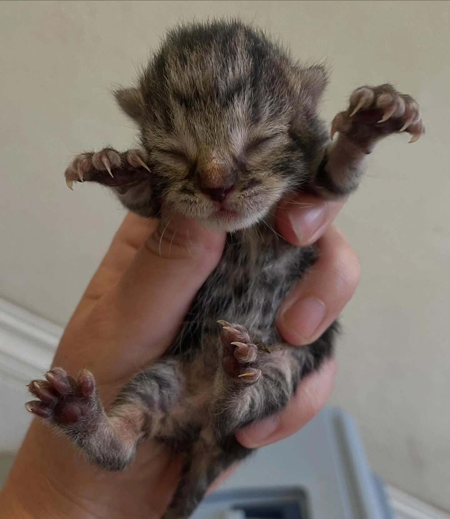 Have you heard of twisted leg syndrome? The little kittens from the waste management facility are doing great, but we discovered that one appears to have this condition, which is often caused when the kittens are in the womb and there&rsquo;s not eno