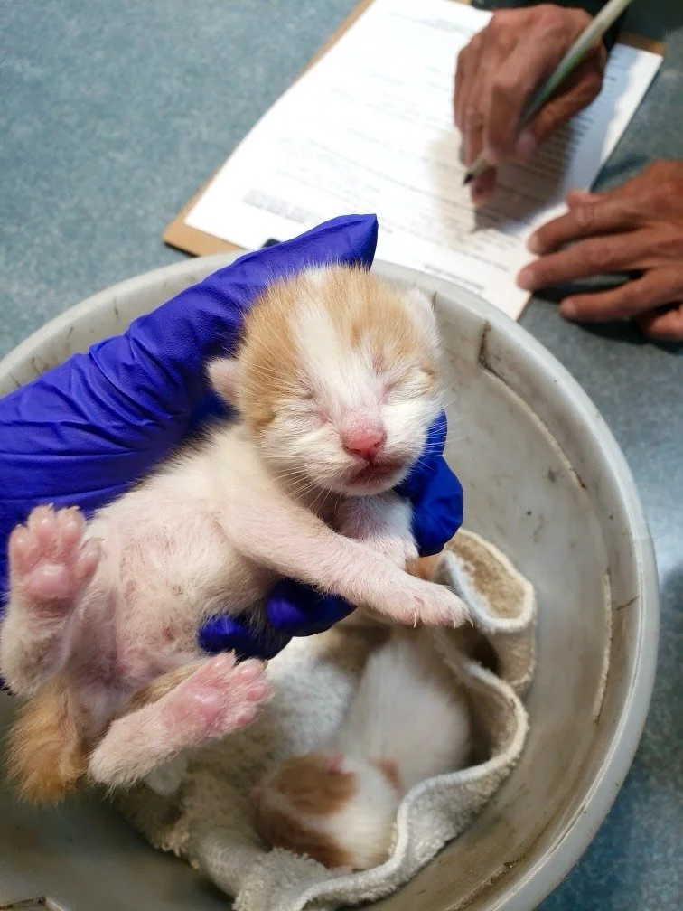The only surviving kittens from a litter of seven. Sadly a predator was coming at night and picking off their siblings, so the person brought them into the shelter, hoping to save them from a similar fate. They are only a few days old, but they are h