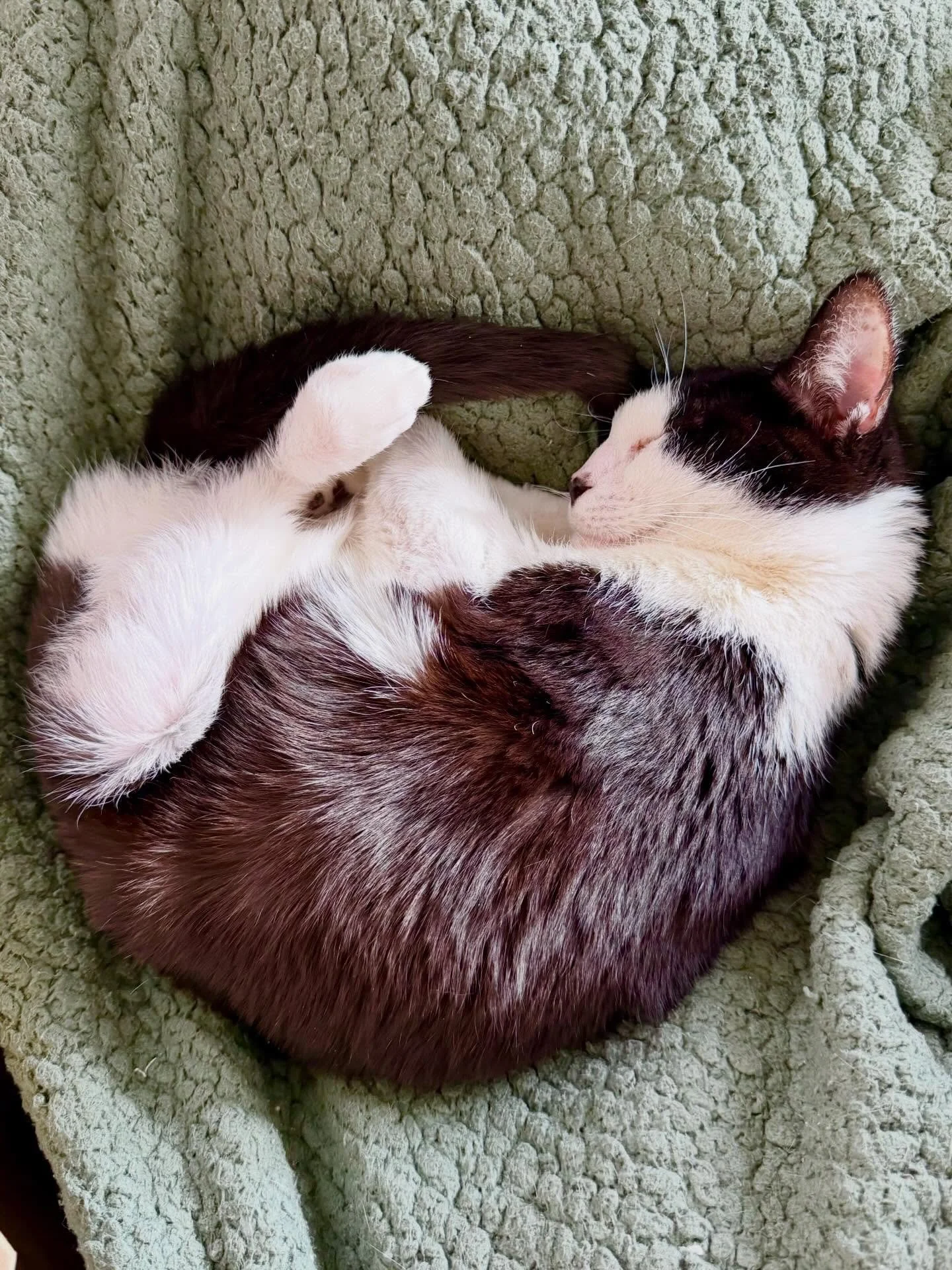 Goofy was terrified and hiding at the shelter, but after just one day at his foster home, he was already coming out for pets! What a transformation! Some cats just don&rsquo;t do well in a shelter environment and it can feel overwhelming. Luckily we 