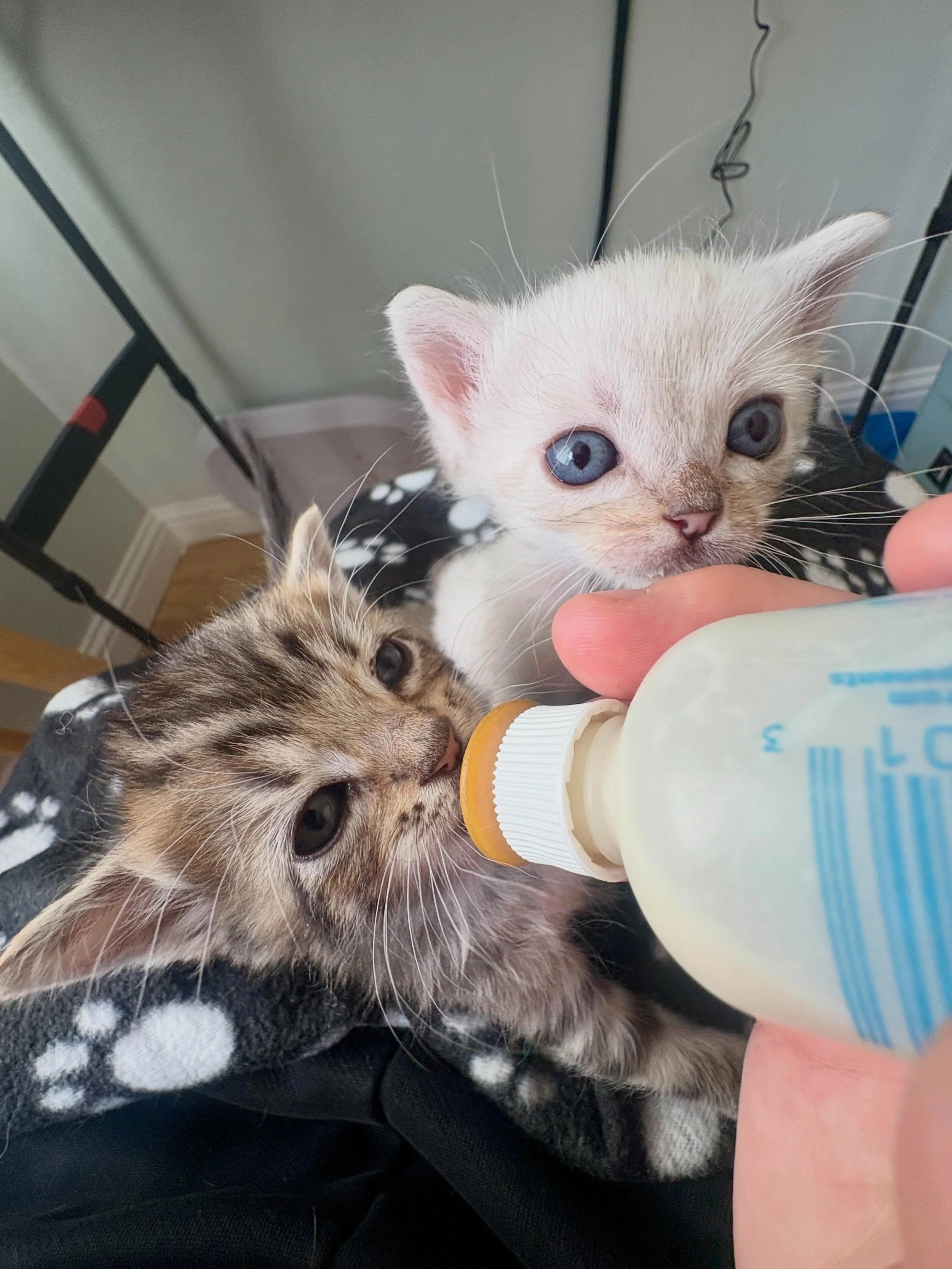Waiting patiently for his turn&hellip; Looks like it was worth the wait! 

Caring for bottle babies is a specialized kind of fostering &mdash; we even have a dedicated neonate coordinator. Because we have to be prepared for any situation we might enc