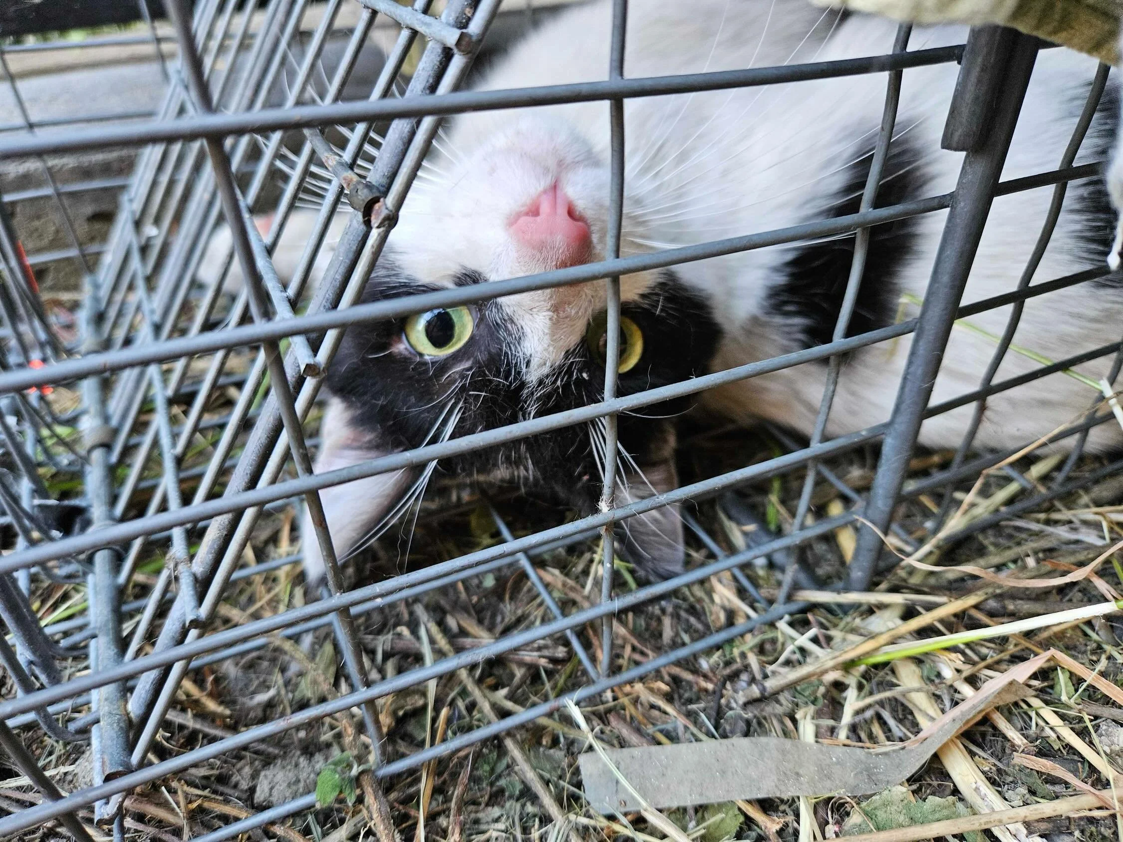 A whole colony of black and white cats! Big thanks to @oaklandpuzzle for trap training the cats ahead of time and letting us in at weird hours to trap them for our big spay/neuter day this past weekend @fullcirclecats. 

Teamwork makes the dream work