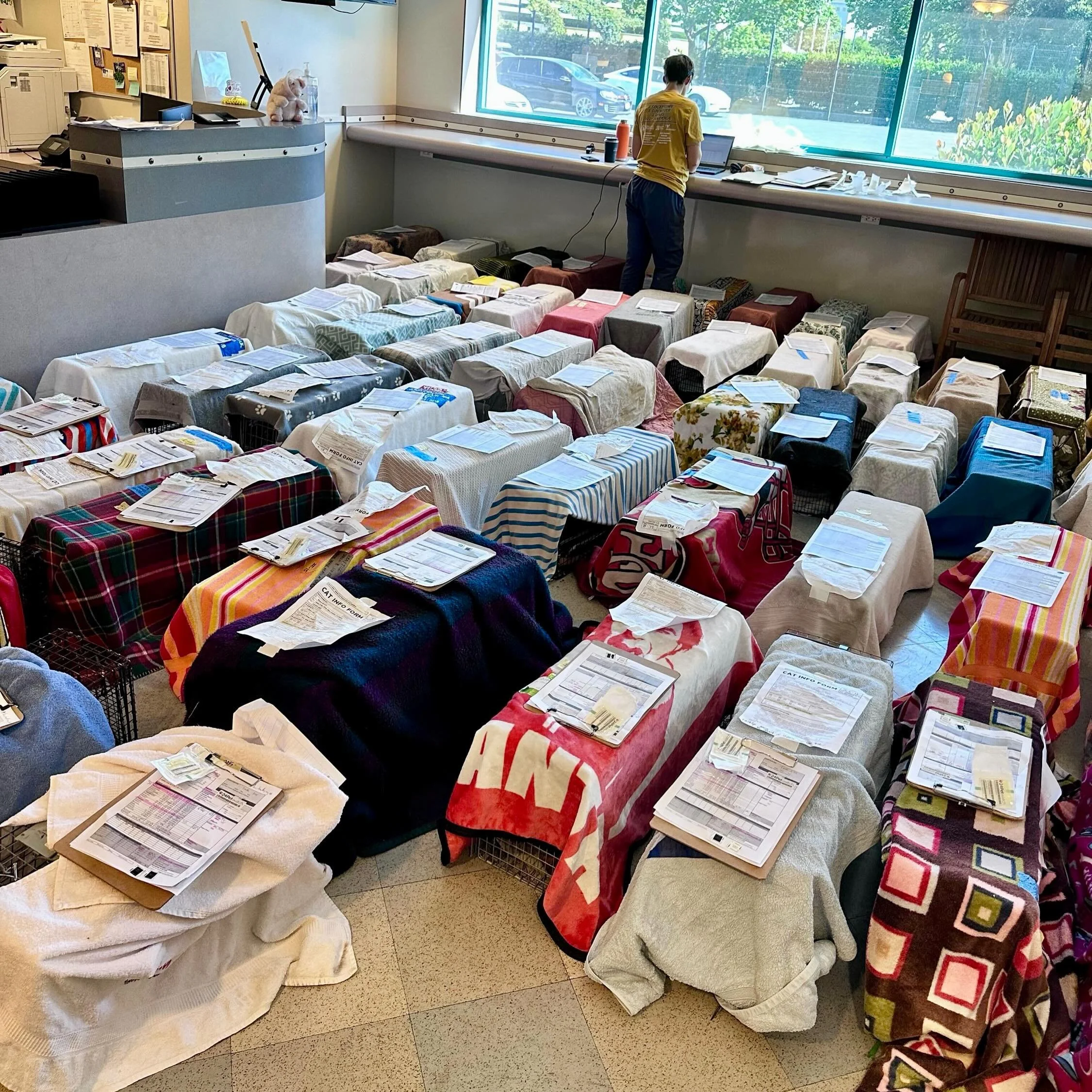 Proud to participate in last week&rsquo;s Champions for Pet Health spay/neuter event thanks to @larussarescue, @bissellpets, @duffieldfoundation, and @maddiesfund. @vetsinvans did the surgeries and @eastbayspca hosted the event at their spay/neuter c