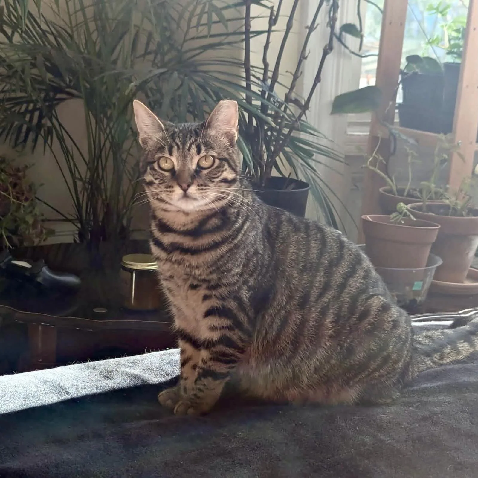 Lipton came in an older kitten from a backyard colony and has grown into a shy, but very loving cat. She&rsquo;s gentle and cautious, but give her time and she will blossom. 

The key is taking time and making sure they know they are safe and loved. 