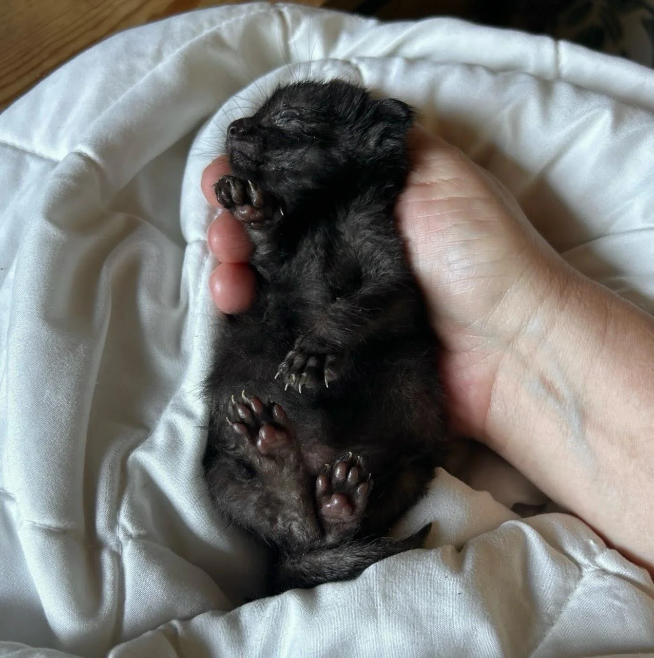 Houston was truly tiny when she came to us at only one day old. She&rsquo;s 25 days old now and recently started to not feel well and lose weight, so she spent the whole day at the vet yesterday. Figuring out what&rsquo;s wrong and how best to treat 