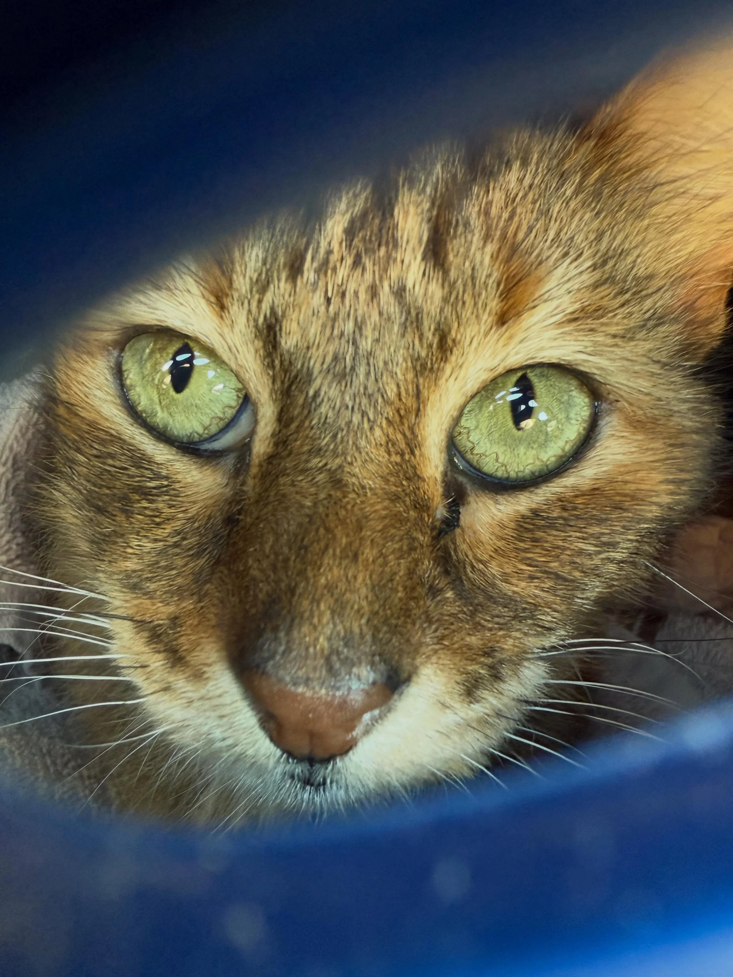 Helping shy cats feel safe and find homes that understand them is a big part of what we do at Full Circle Cats. Oftentimes these are cats who would not do well in a shelter environment and need the comfort and quiet of a foster home that can give the