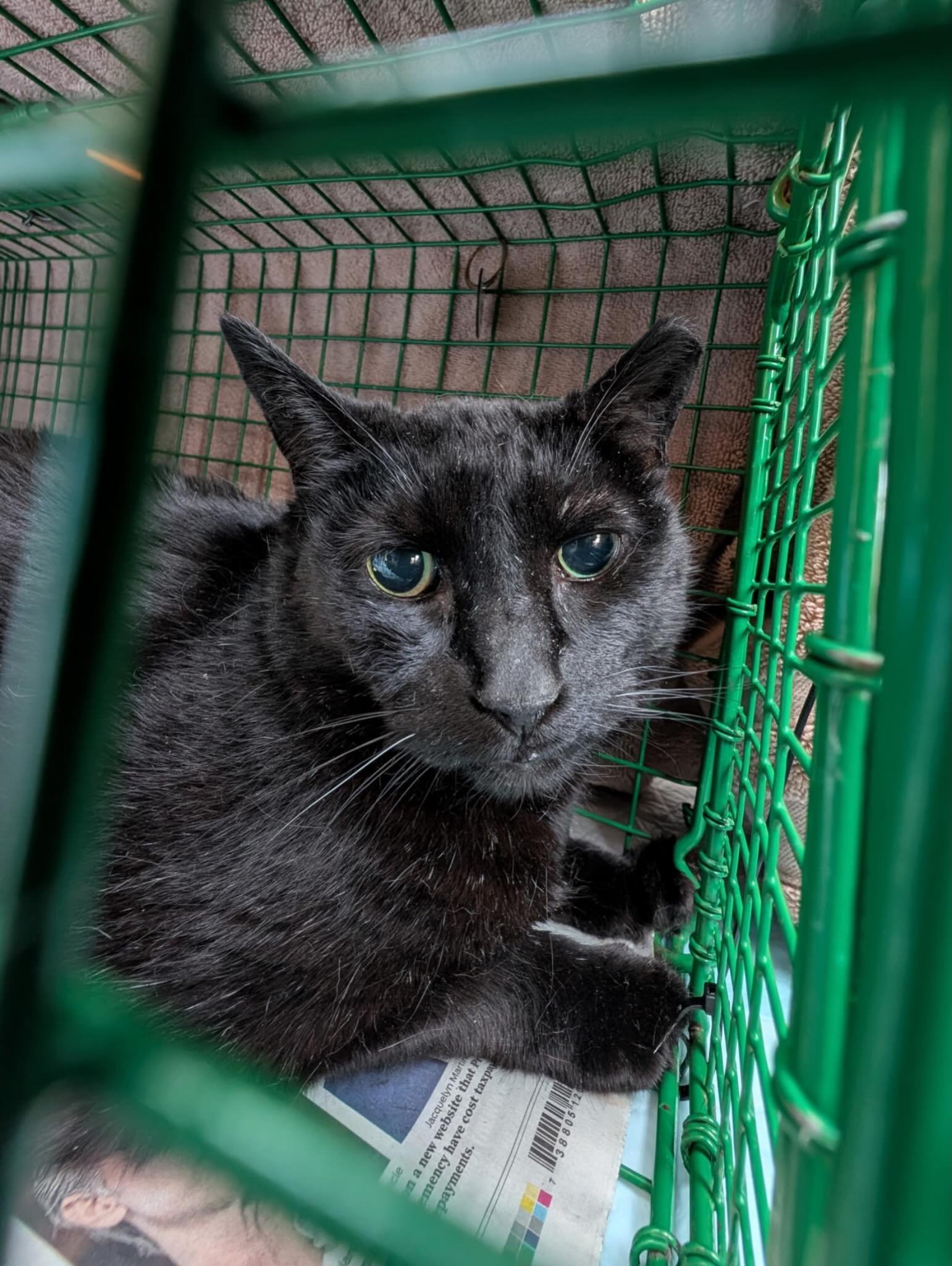 Trap-neuter-return! You&rsquo;ve heard it before, but we cannot adopt our way out of the cat overpopulation crisis. Sure, we love kittens, but shelters and rescues are overflowing &mdash; and the solution is spay/neuter. 

Thank you @petcolove for re