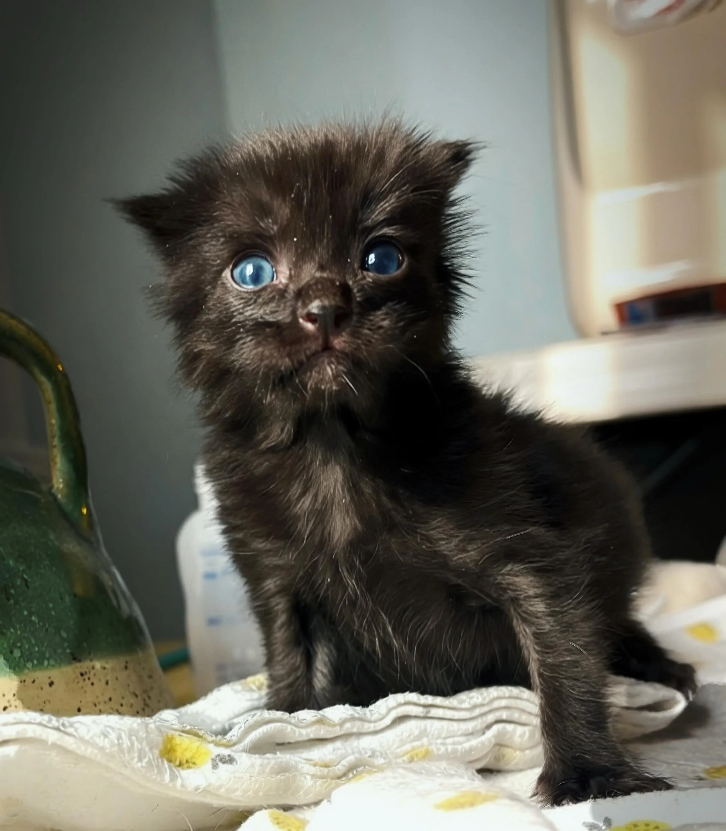 Chumphon, the kitten found in the spare tire well in the back of the car. He&rsquo;s still very small for his age but his teeth are starting to come in and his fur is growing out. Looks like he might turn out to be longhaired. And check out those bea