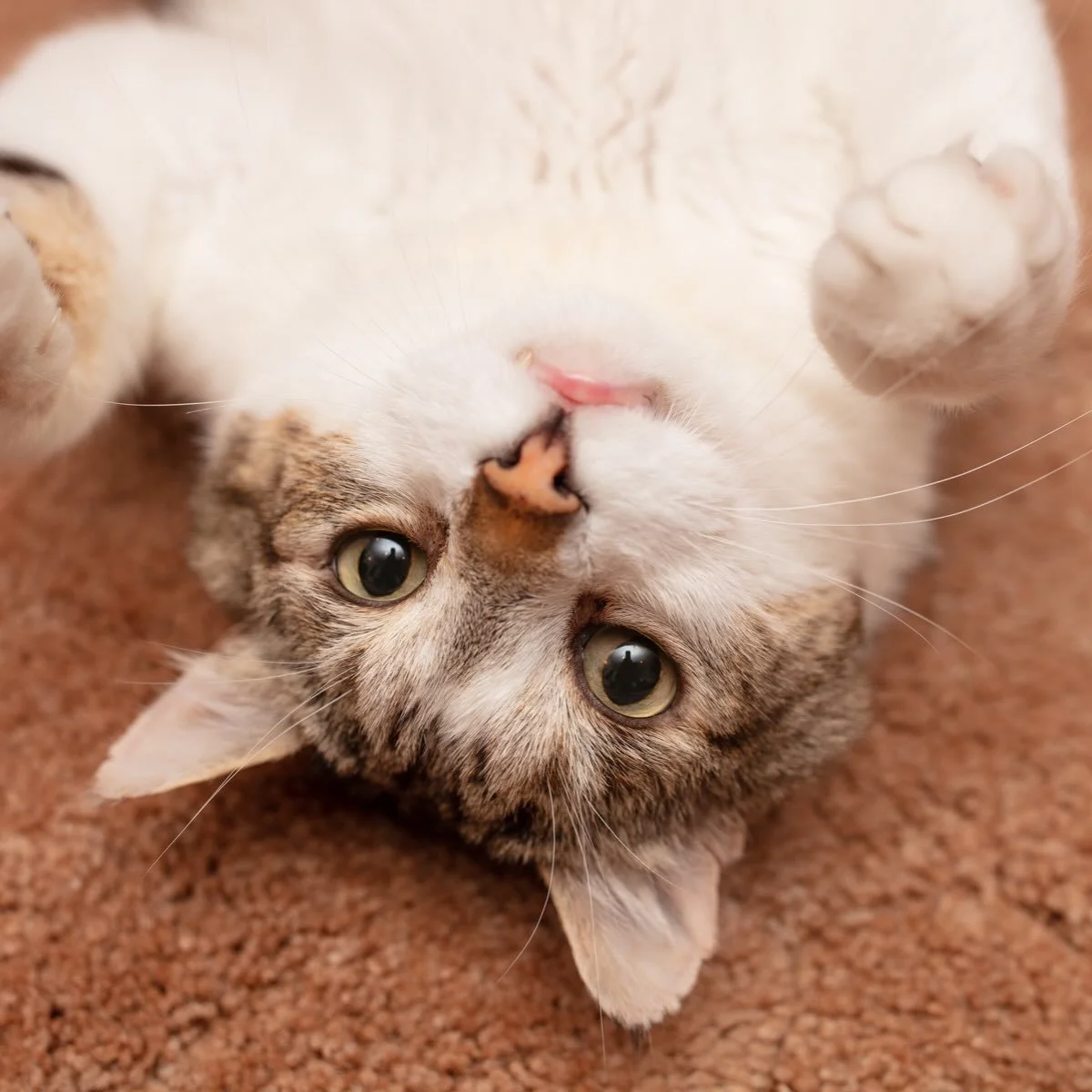 DOUBLE THE BISCUITS! The Biscuit Club is our community of monthly supporters who help keep Full Circle Cats going. Your ongoing support gives us the confidence to say &ldquo;yes&rdquo; to more cats and kittens in need &mdash; and this month, your imp