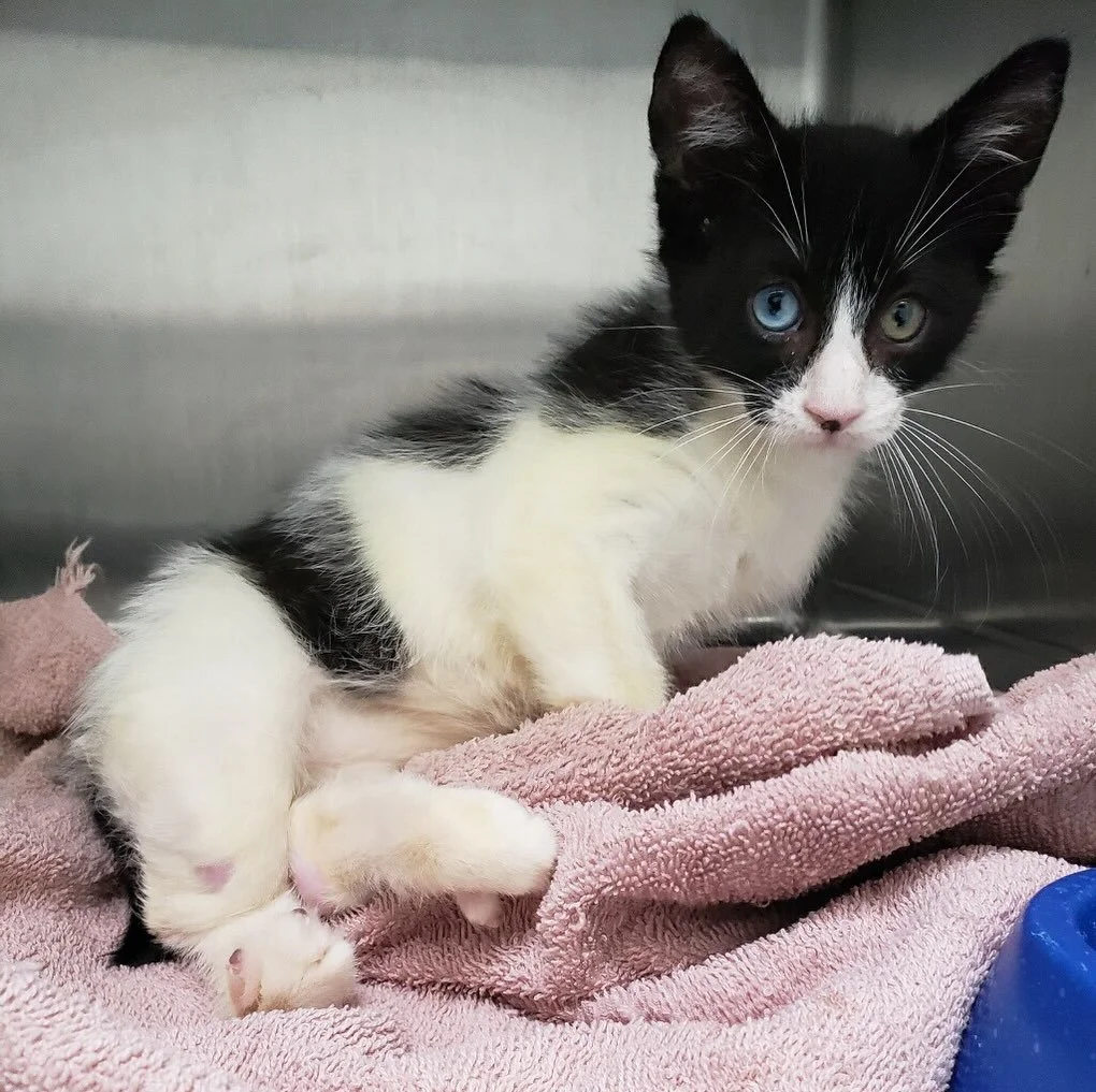 Notice anything special about our newest kitten? Erawan has heterochromia, meaning each of his eyes is a different color, and he also has some unique back legs. Despite his differences, nothing slows him down &mdash; he&rsquo;s an energetic, playful,