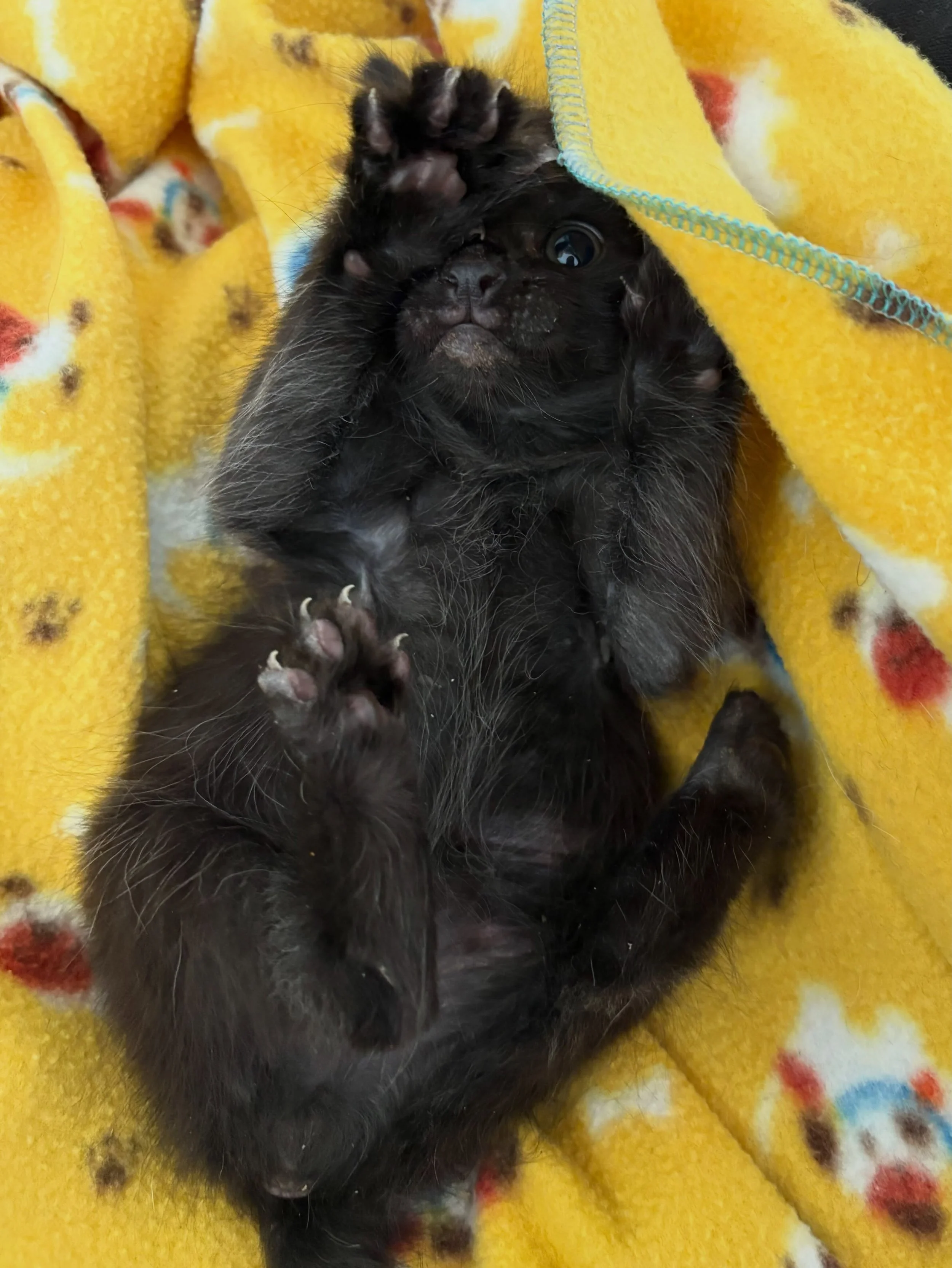 Chumphon can&rsquo;t wait to meet his new buddy Erawan! He&rsquo;s so playful and wants to wrestle everything he sees. Both have started their ringworm treatments and Erawan will finish his quarantine soon, so they can finally hang out! 

Erawan is b