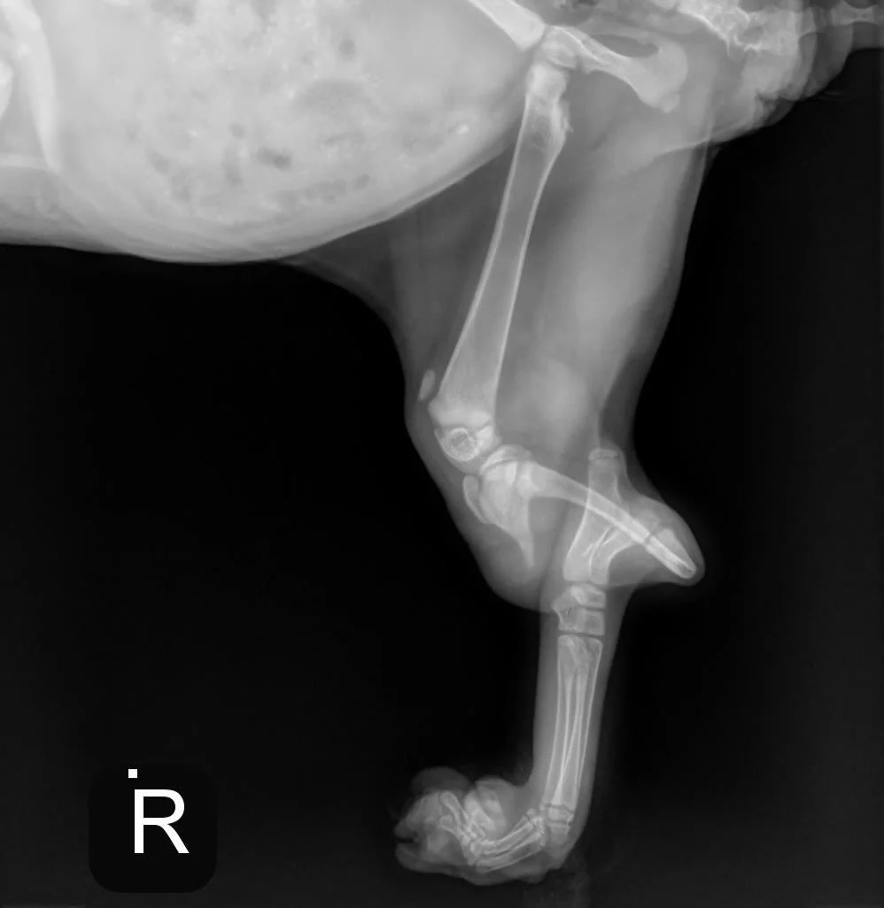 Even not being radiologists, we&rsquo;re pretty sure kitten legs aren&rsquo;t supposed to look like that! 

We got Erawan&rsquo;s first X-rays back and learned that the leg bones are separated on both rear legs, which is why he is dragging them and h