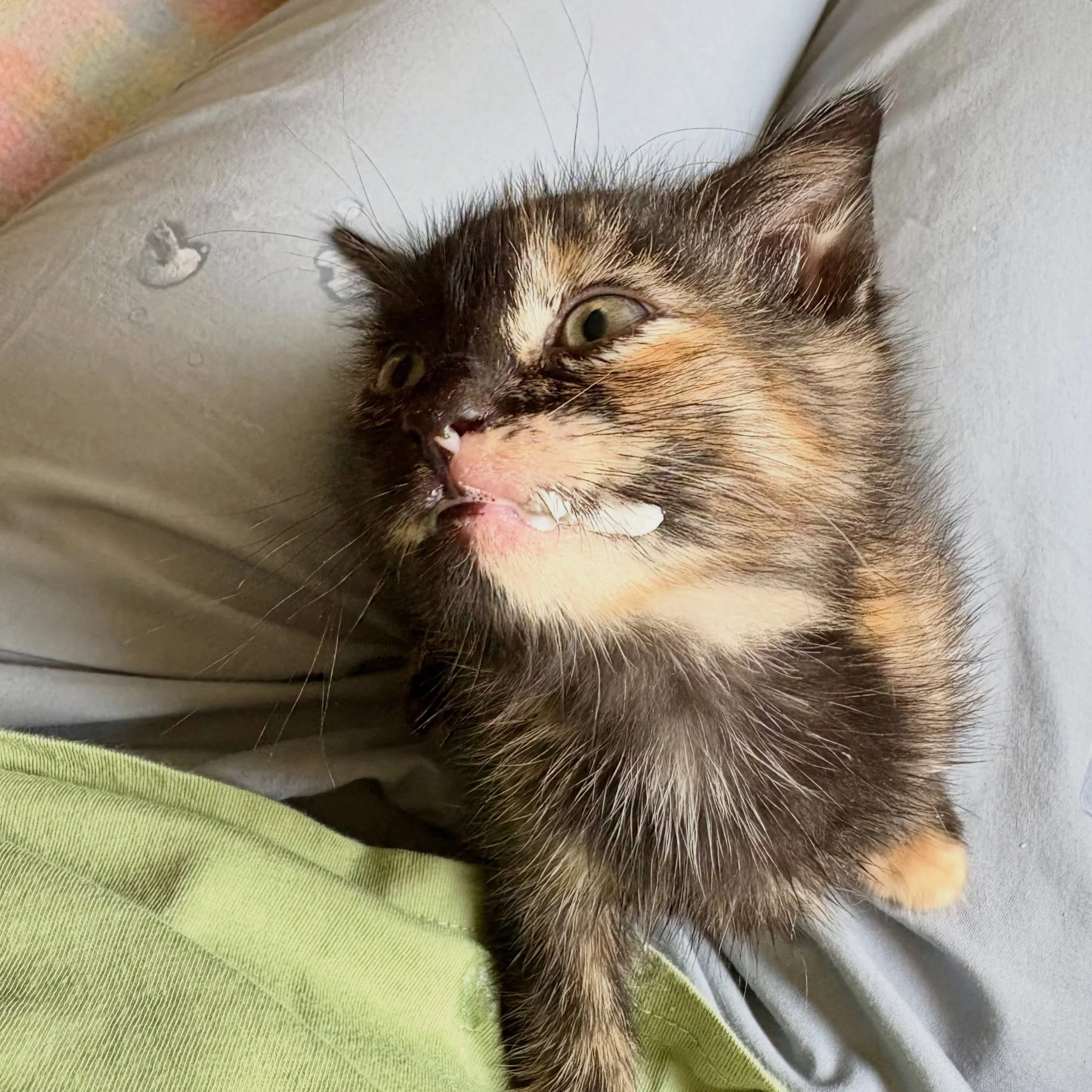Yucky! Dorris did not like her dewormer and definitely wanted to register her objections! The rest of her siblings &mdash; Dixon, Davis, and Dublin &mdash; remained unfazed and happily posed for their glamor shots. 

So many things have to go right f