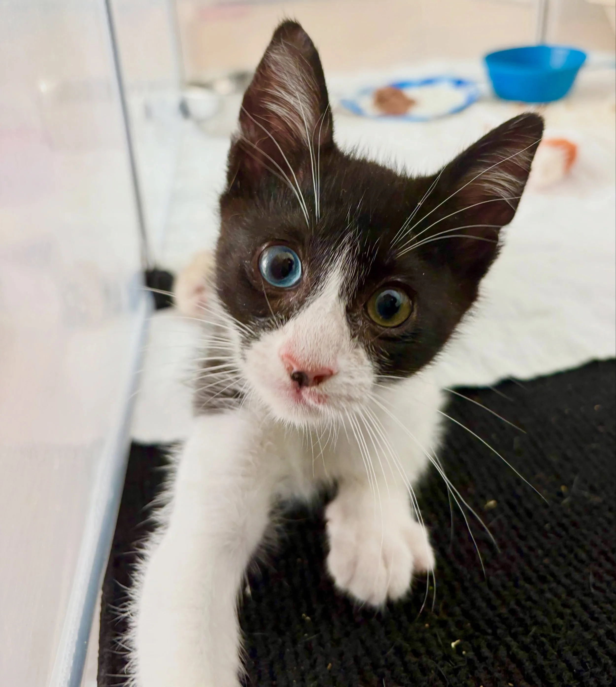Erawan is stunning with his two different colored eyes! We just discovered that he has an extremely rare congenital condition called tibial ageneis, which means the tibia bones did not fully form, leading to deformed back legs. 

We were glad to lear