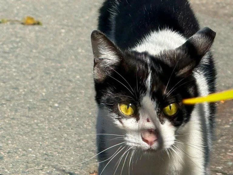 Meet Lancelot (mostly white), Robin (the handsome tuxedo), and Mama Gael (tabby and white)! These cats call a nearby college campus home, living in the field between the art museum and the president&rsquo;s house. 

They&rsquo;re looked after by an i