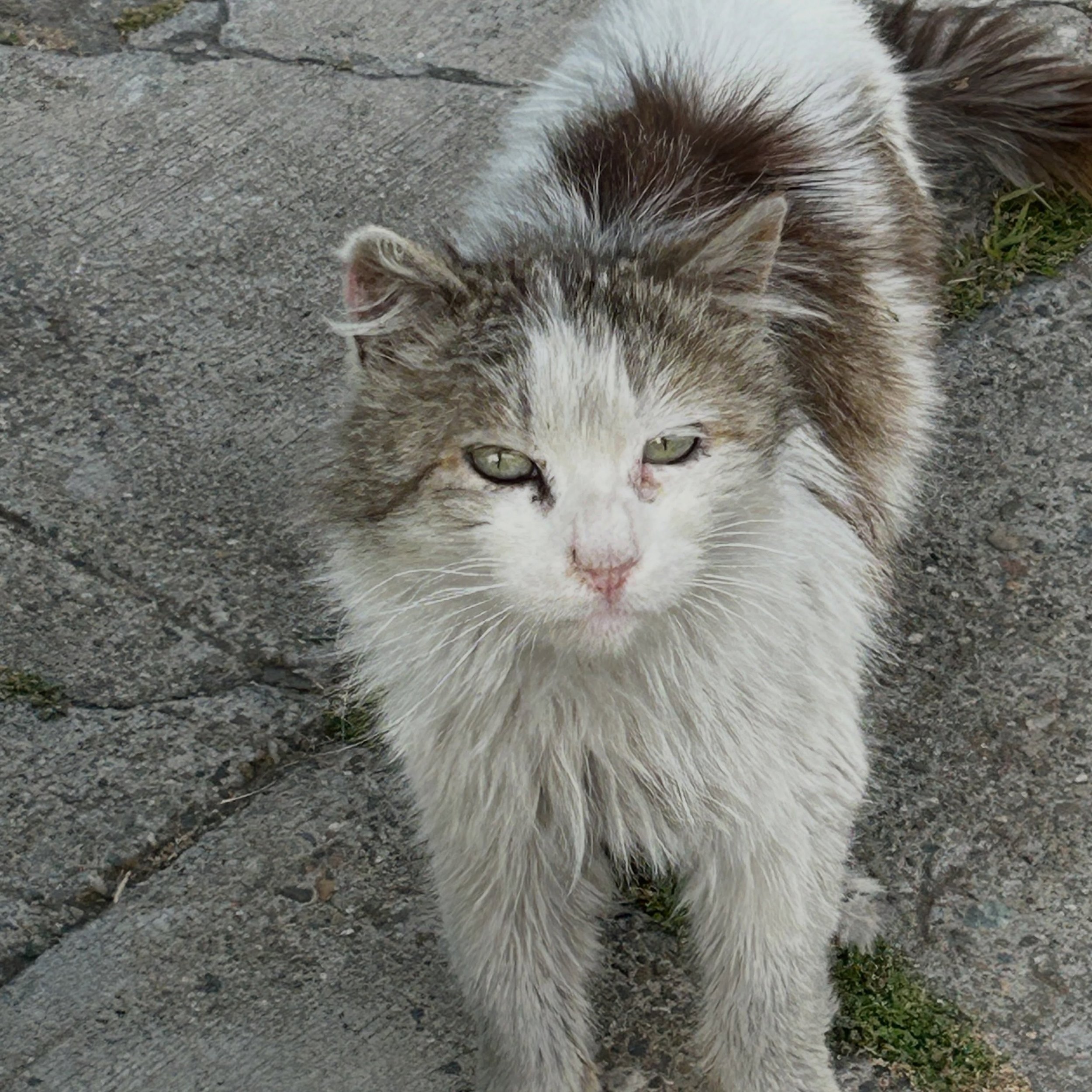 Your love for cats can make a difference far beyond your lifetime. By including Full Circle Cats in your will or other estate plans, you provide a brighter future for generations of cats and kittens to come and you become a part of our Tenth Life Leg