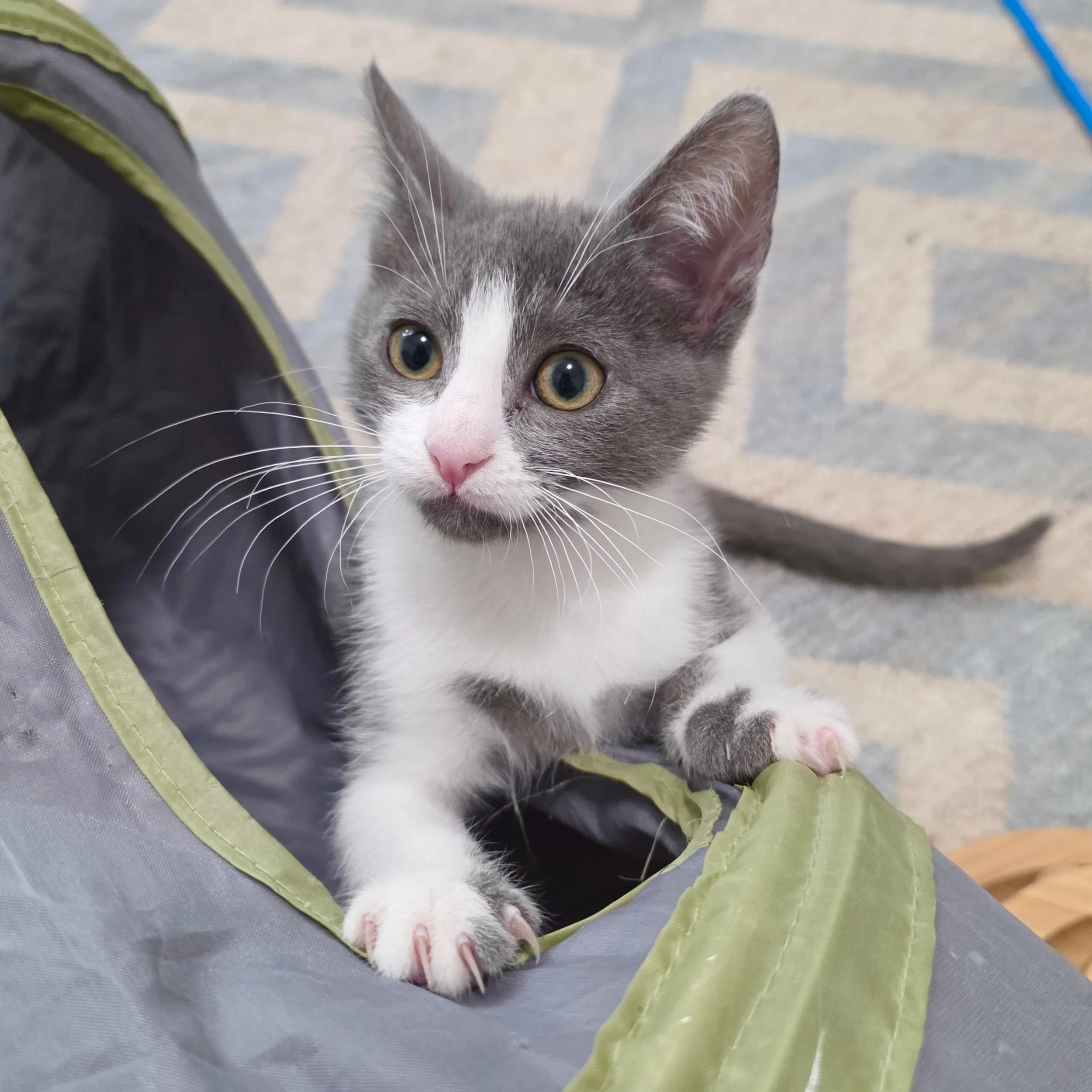 Bubble Wrap! Bubble and Wrap! Wrap and Bubble! These two absolutely adorable sisters are ready for adoption! After being left in a crate outside of our local shelter as tiny bottle babies, just a couple of weeks old, Bubble and Wrap have grown and bl