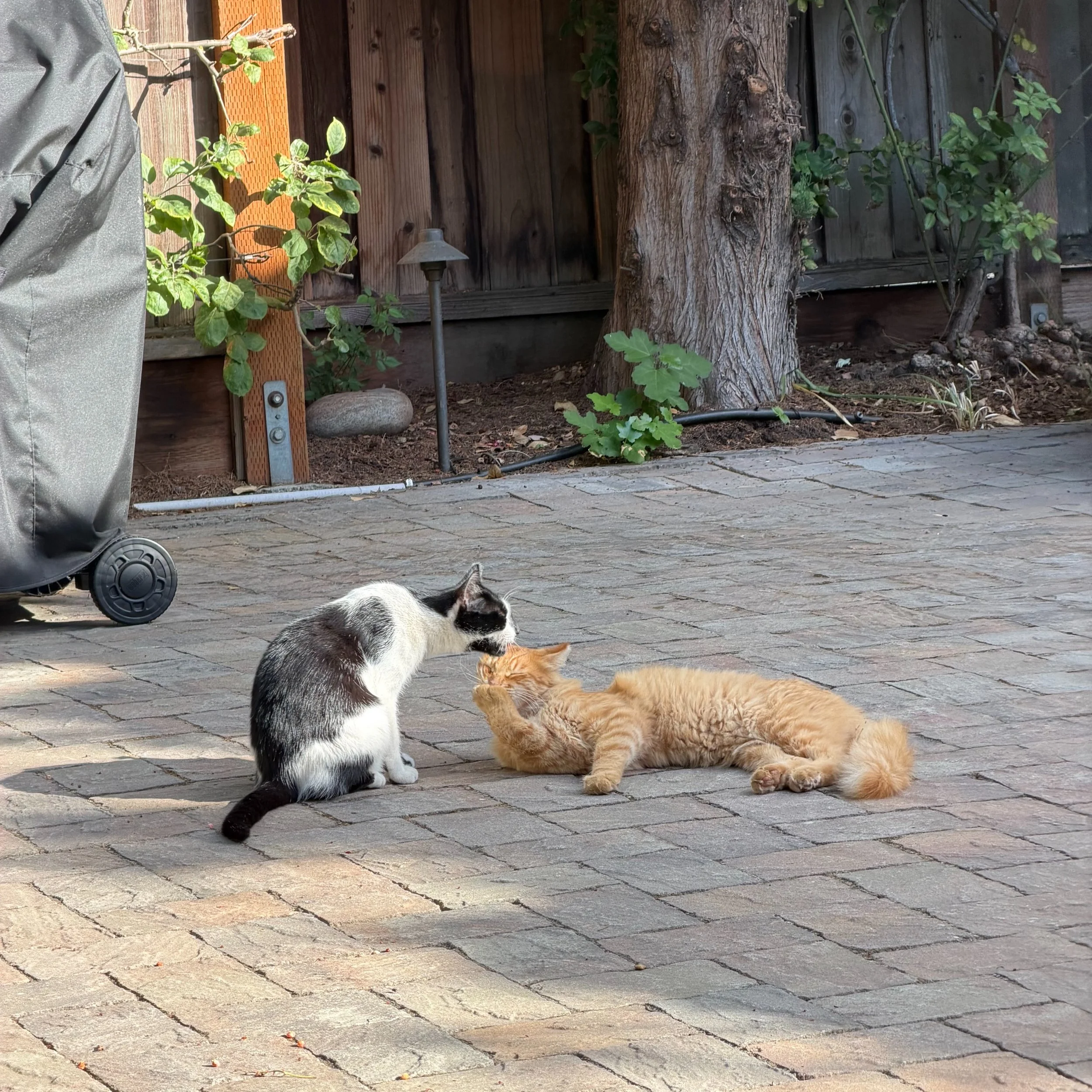 We love garden cats! Come learn more about this special kind of adoption. 

Wednesday, September 23, 6:00 &ndash; 8:00 p.m.
Cat Town @cattownoak, 2869 Broadway, Oakland, CA

These cats (also known as working cats or barn cats) are not suited for trad