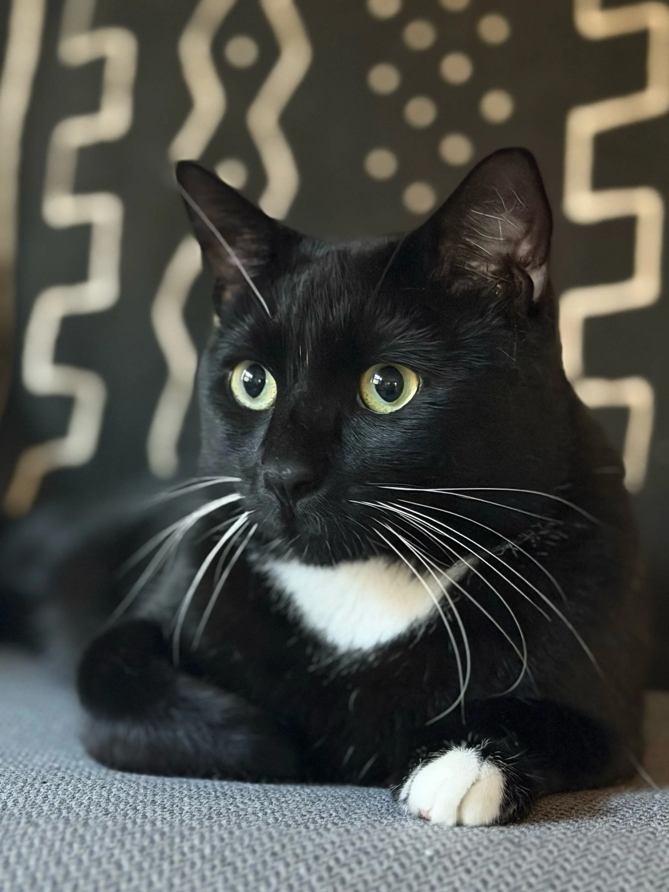 Catson was surrendered to one of our partner shelters and wasn&rsquo;t thriving. He was shut down, coming out only for treats, so the shelter reached out for help.

He was sweet from the moment he arrived, but was too scared to leave his small bathro