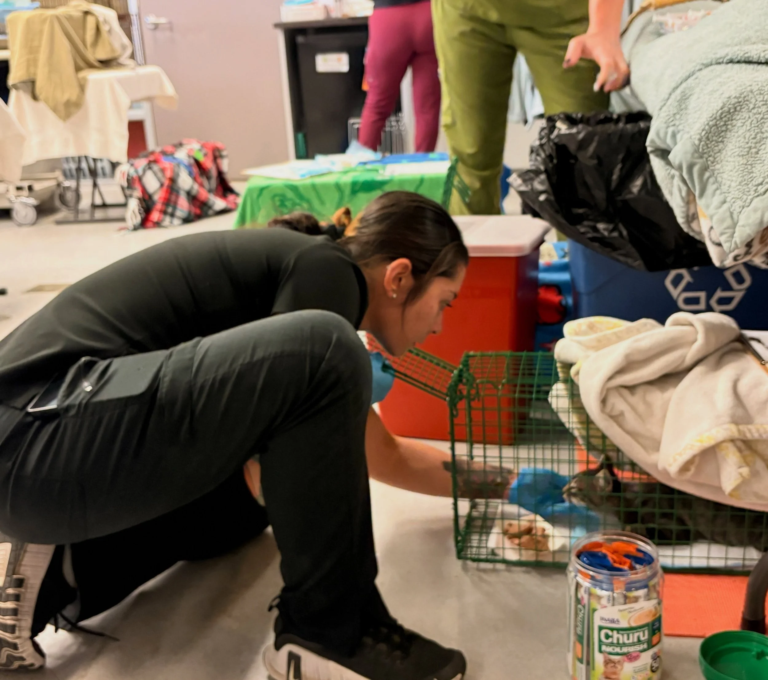 Behind the scenes at last weekend&rsquo;s big Champions for Pet Health event! In total there were 82 cats fixed at that Sunday&rsquo;s clinic, thanks to our wonderful partners at @vetsinvans. Full Circle Cats brought 42 of those cats! This kind of im