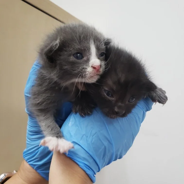 Shoop and Whatta Man! These cuties just arrived from @oaklandanimalservices and we&rsquo;re excited to welcome this pair of brothers into our neonatal foster program. Their foster calls this the &ldquo;tiny potato&rdquo; stage &mdash; when they are s