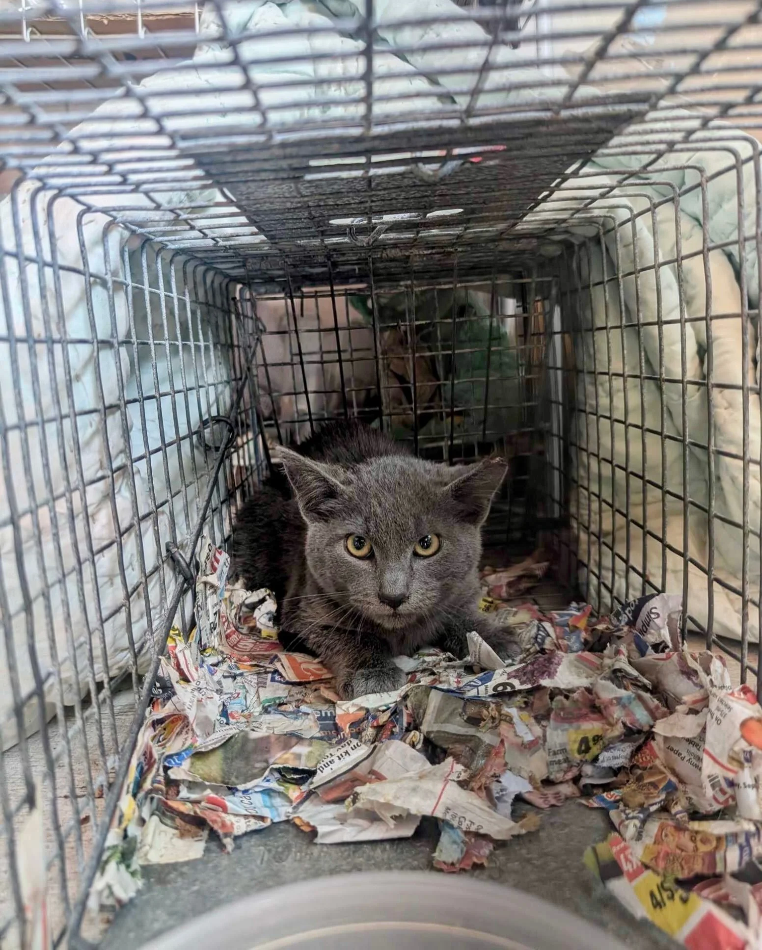 Smudge was fixed at the spay/neuter clinic last month. His specialties? Intense staring contests and possibly an underground papier-m&acirc;ch&eacute; operation.