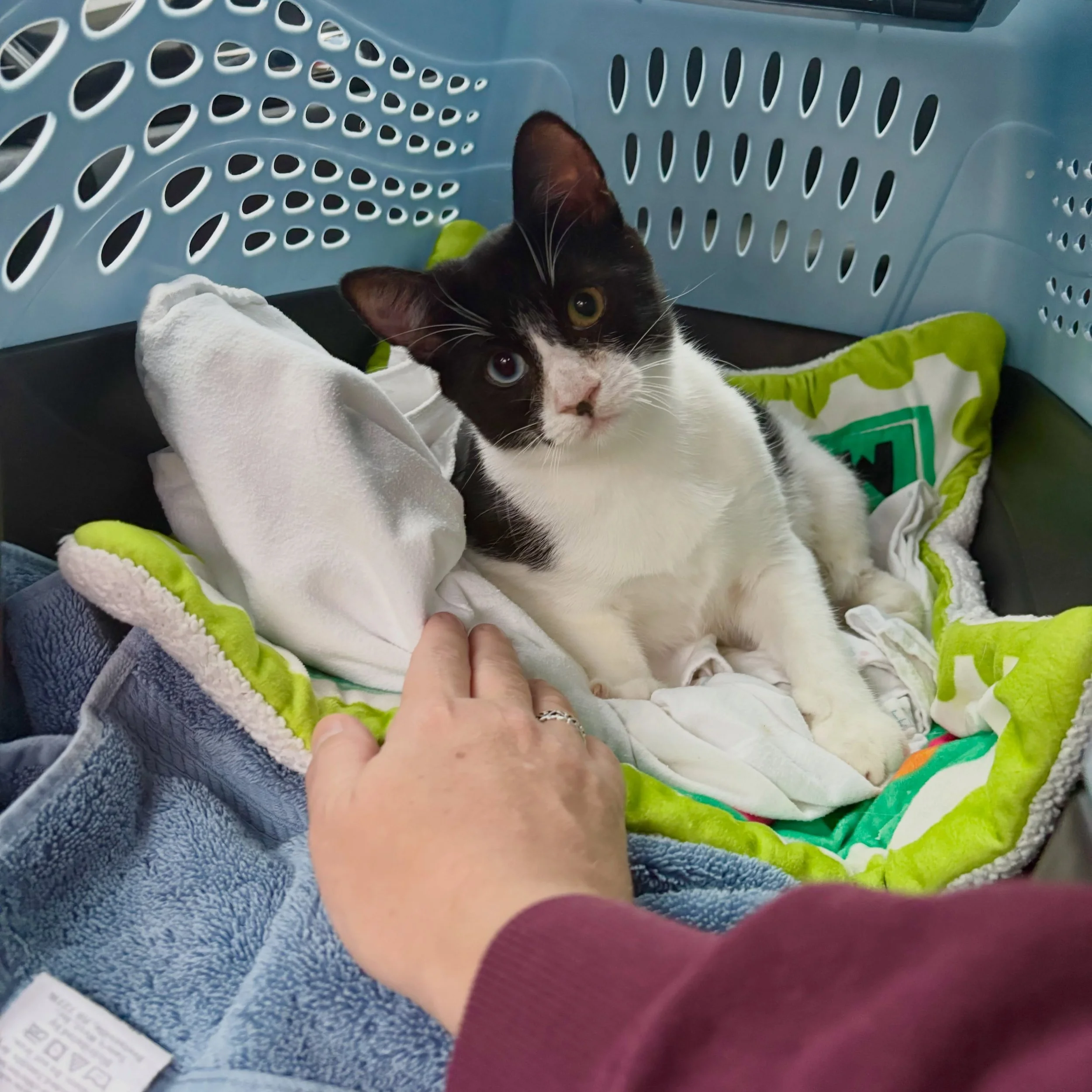 Erawan is back from his big surgery at @animalfixclinic and starting his long recovery. It was a very complicated surgery to try to address his tibial agenesis (his back legs didn&rsquo;t full form) and give him better mobility.

There&rsquo;s no way
