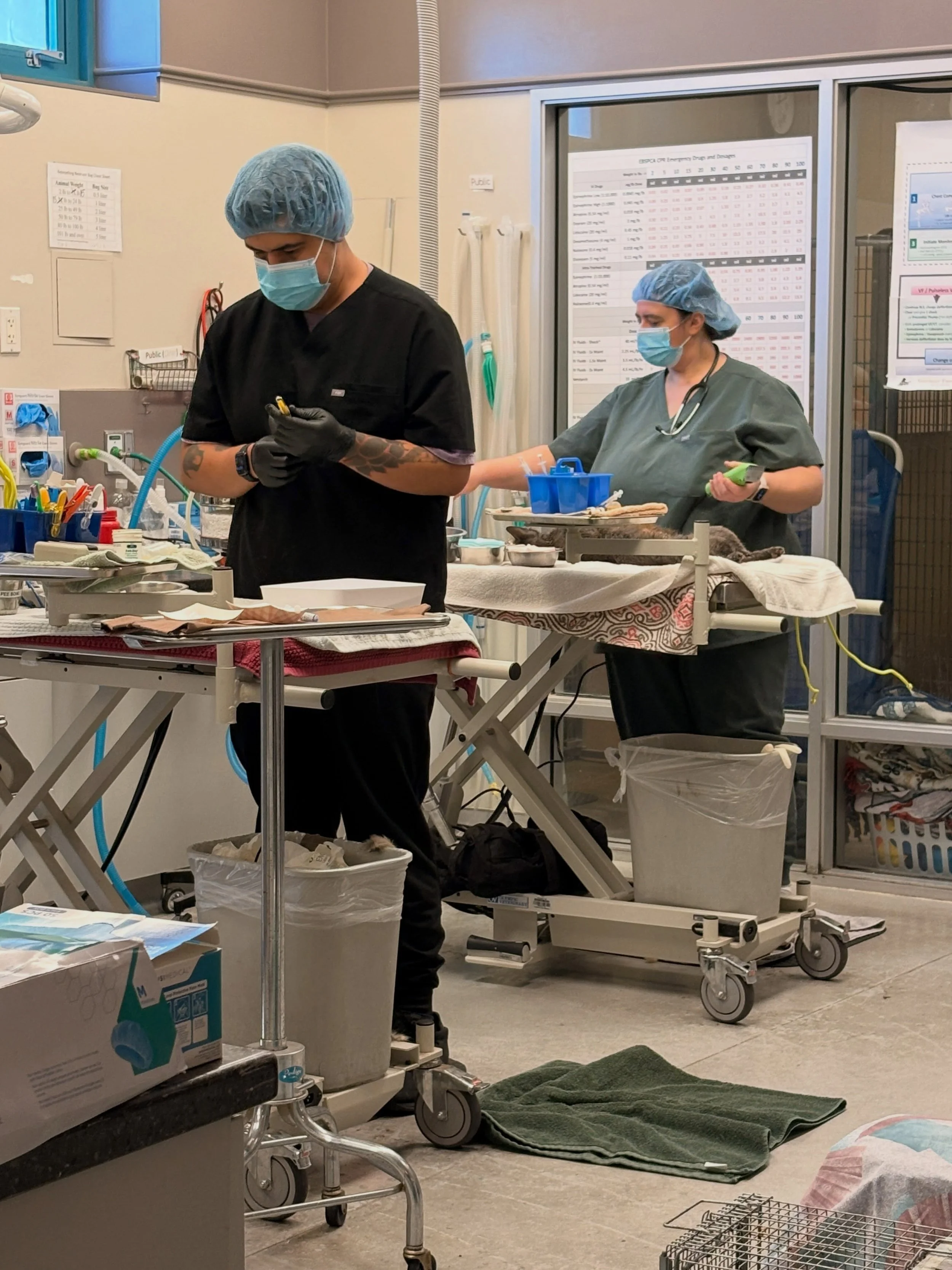 Our most recent spay/neuter clinic! See anyone you recognize? These big spay/neuter days can only happen because of our amazing surgeons, techs, volunteers, and community members who trap the cats! It&rsquo;s a multi-step process from when the cats f