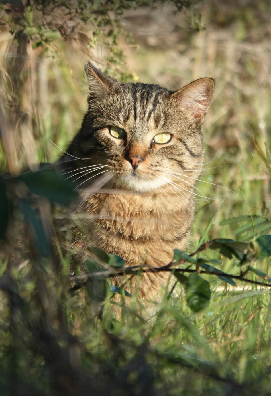 Brown tabby cat looking at the camera surrounded by greenery