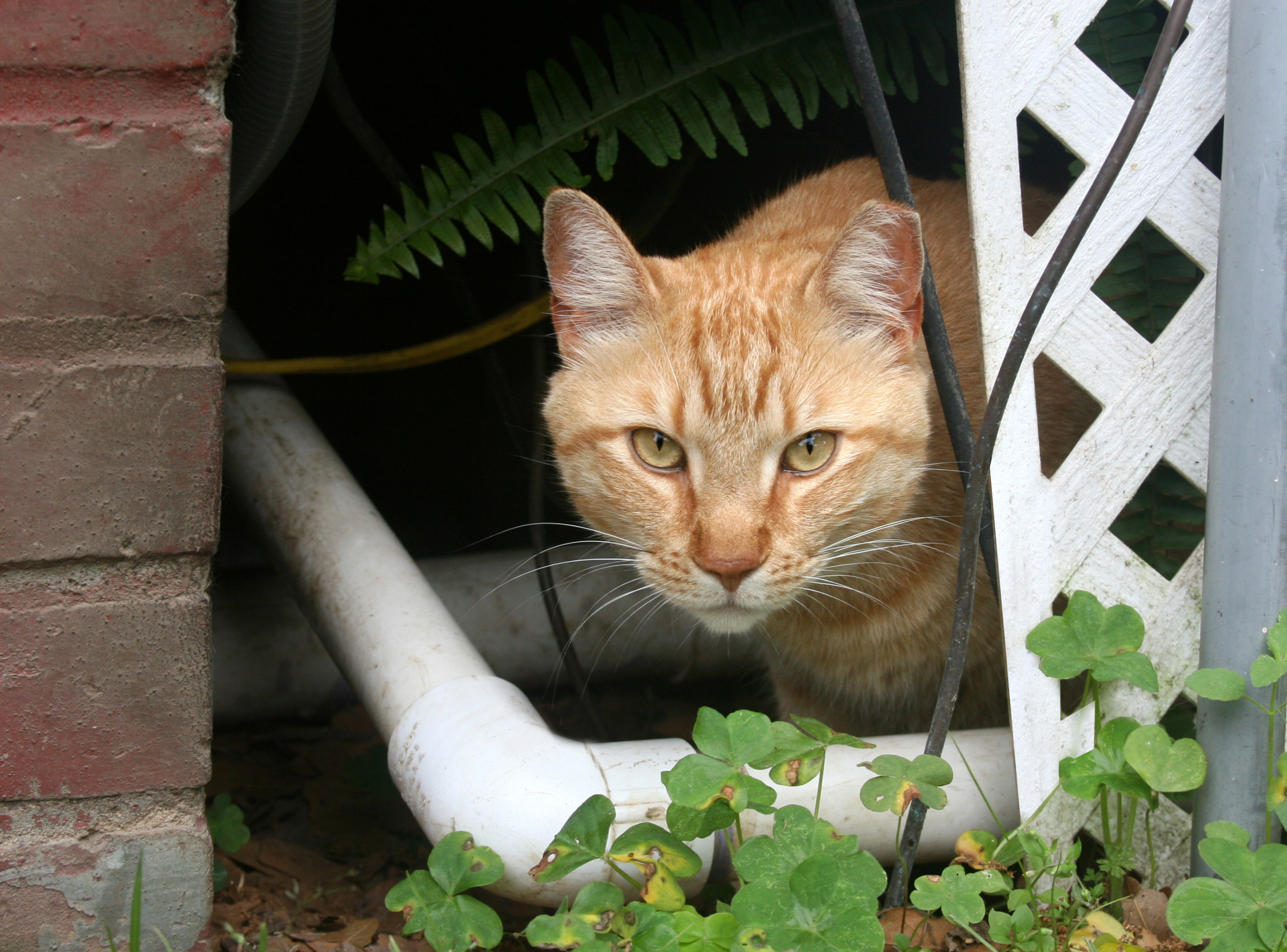 Orange cat hiding under a deck