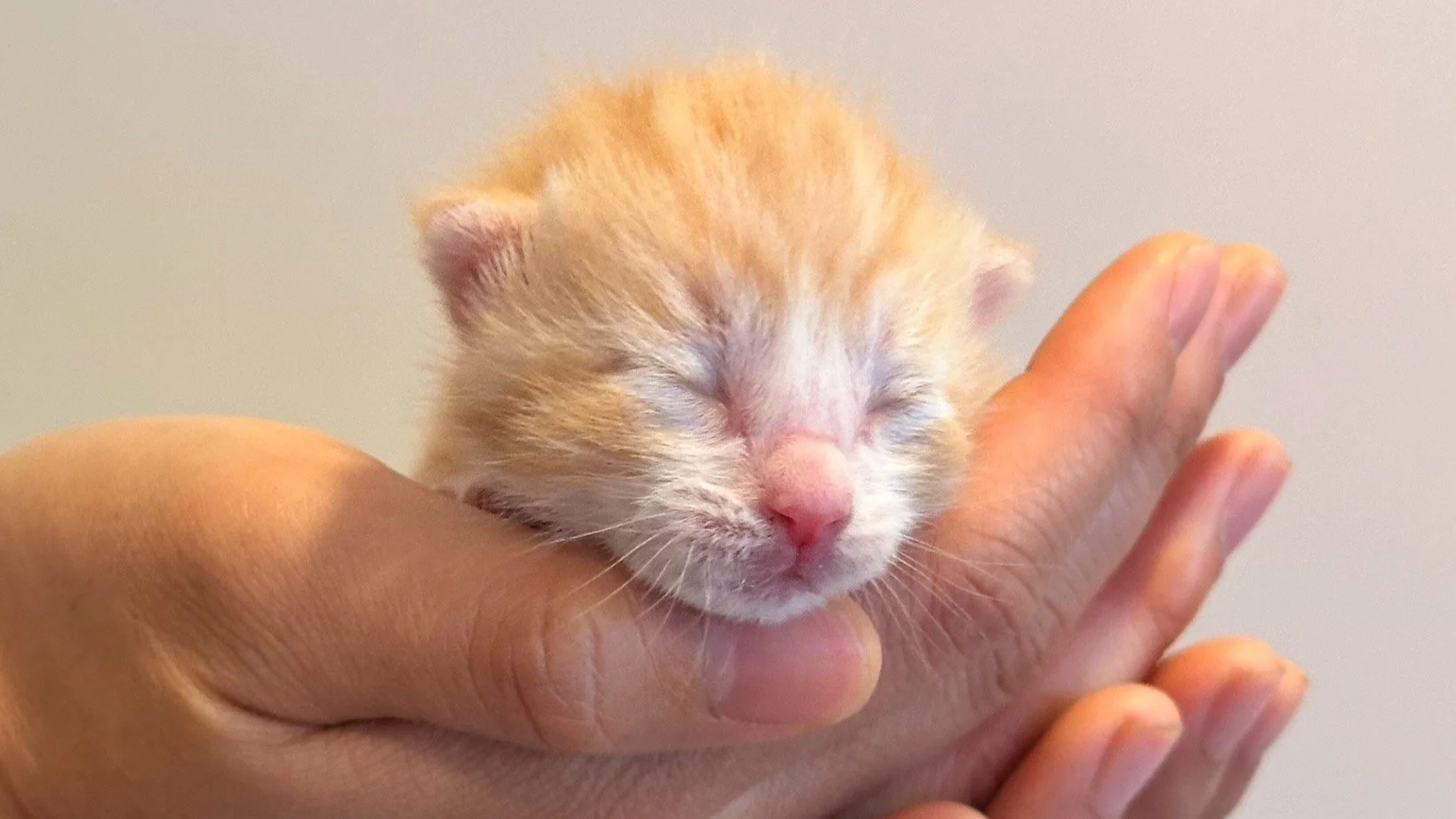 Tiny orange kitten with eyes closed, held in a person's hands