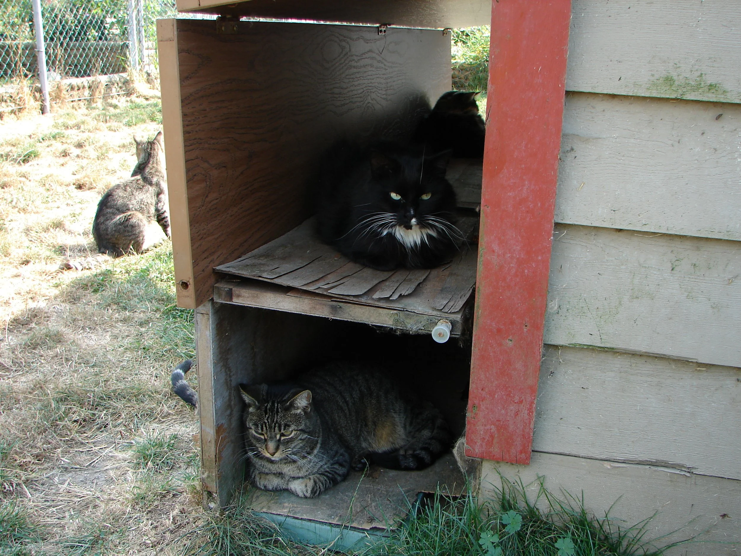 Two cats resting in bi-level outdoor shelter