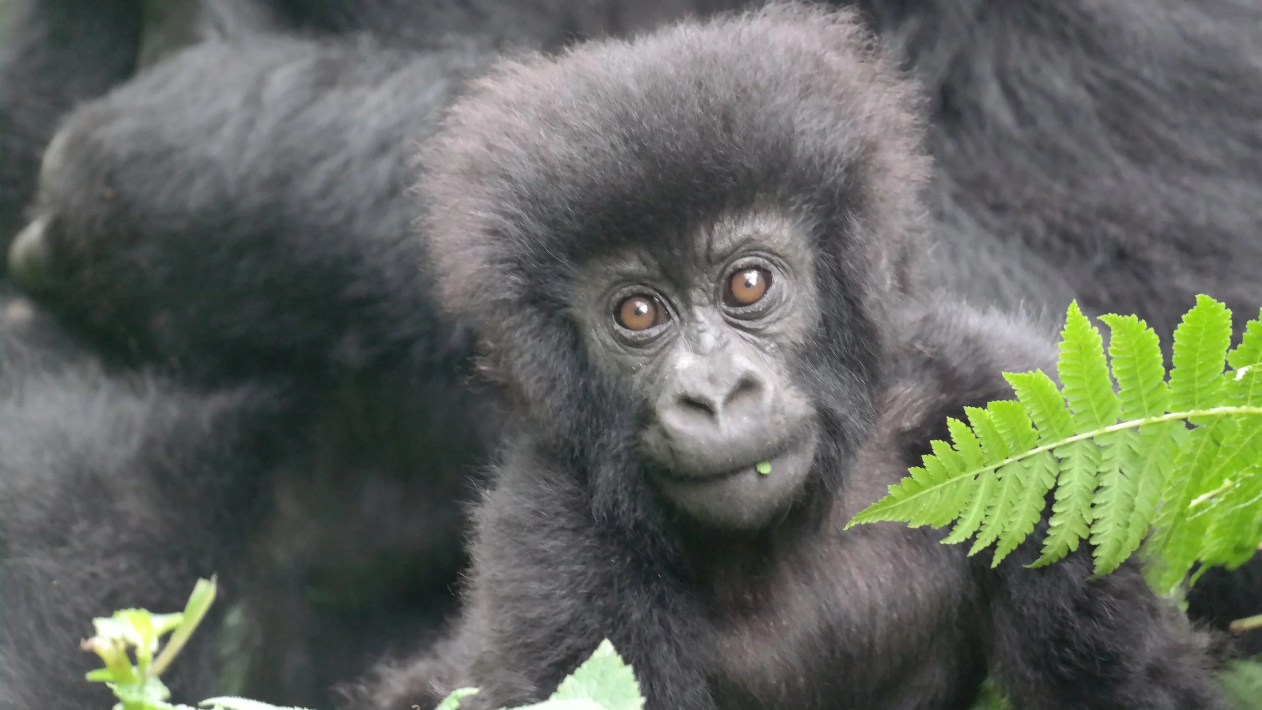 Gorilla Safari in Rwanda