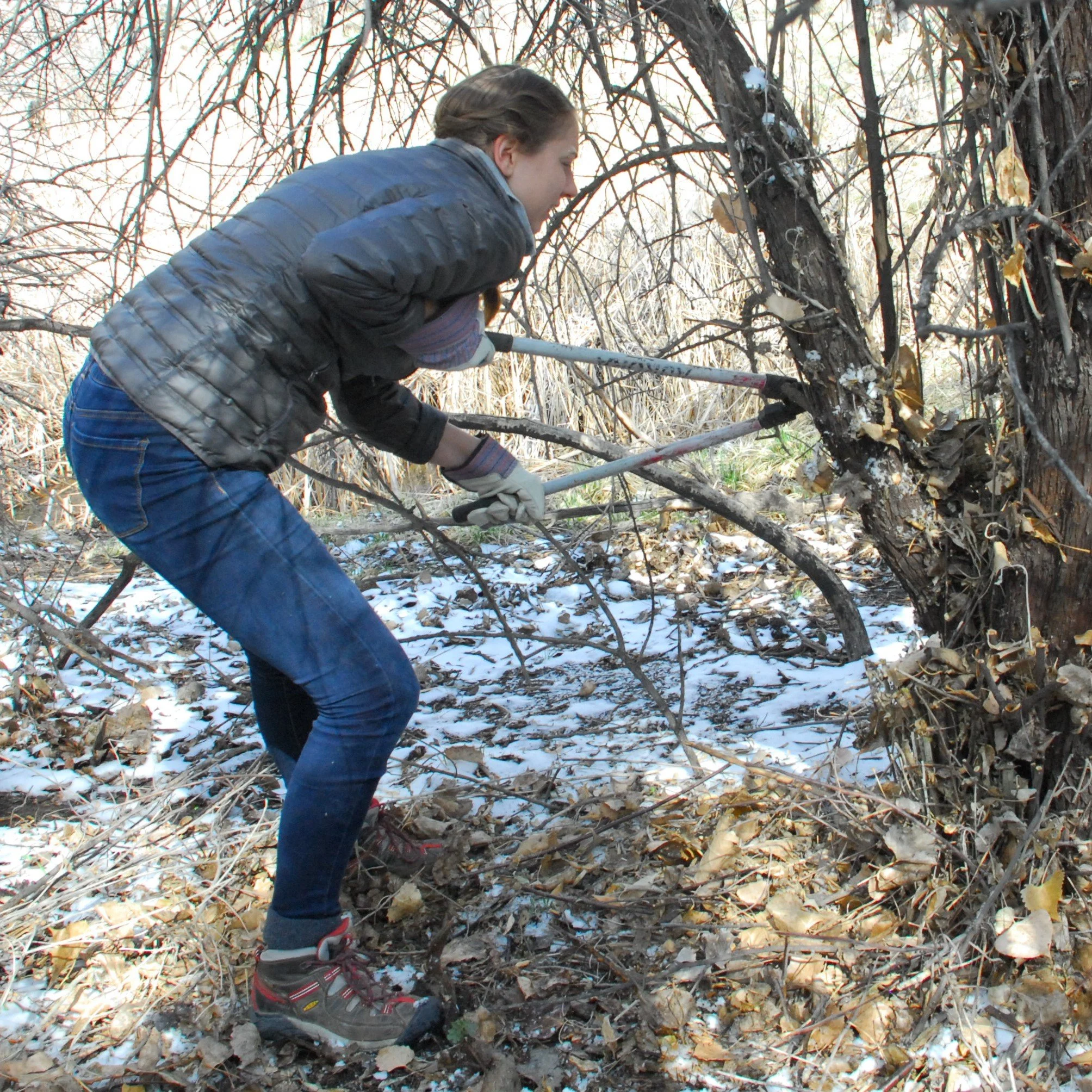 Russian Olive control on a volunteer work day.JPG