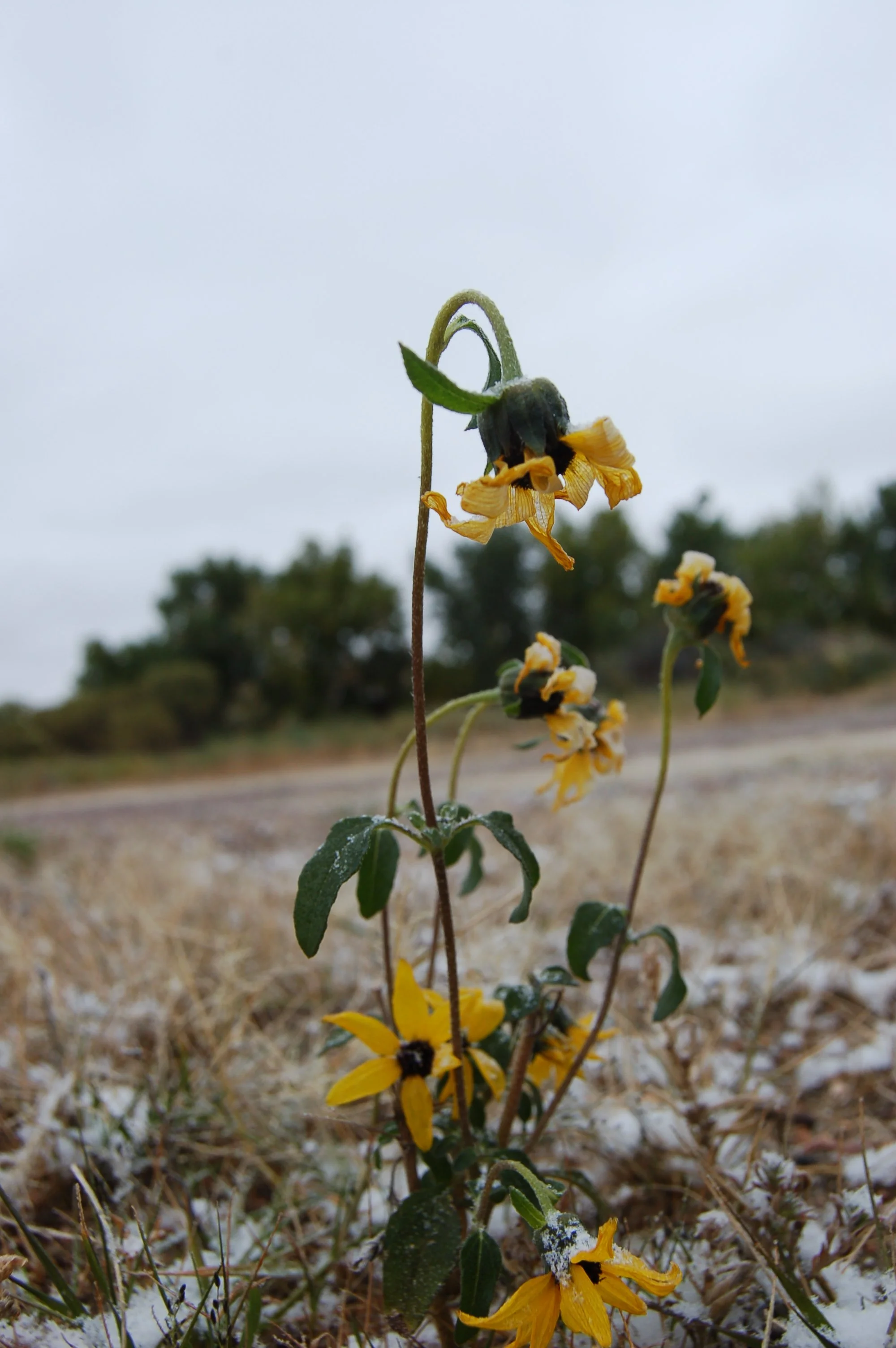 Plant Walk with CSU Extension 