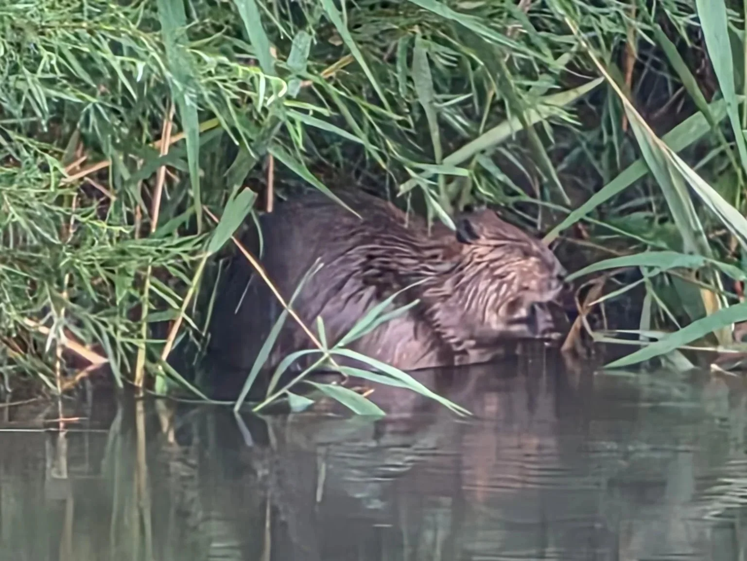 Beavers in your Backyard / Castores en tu jardín