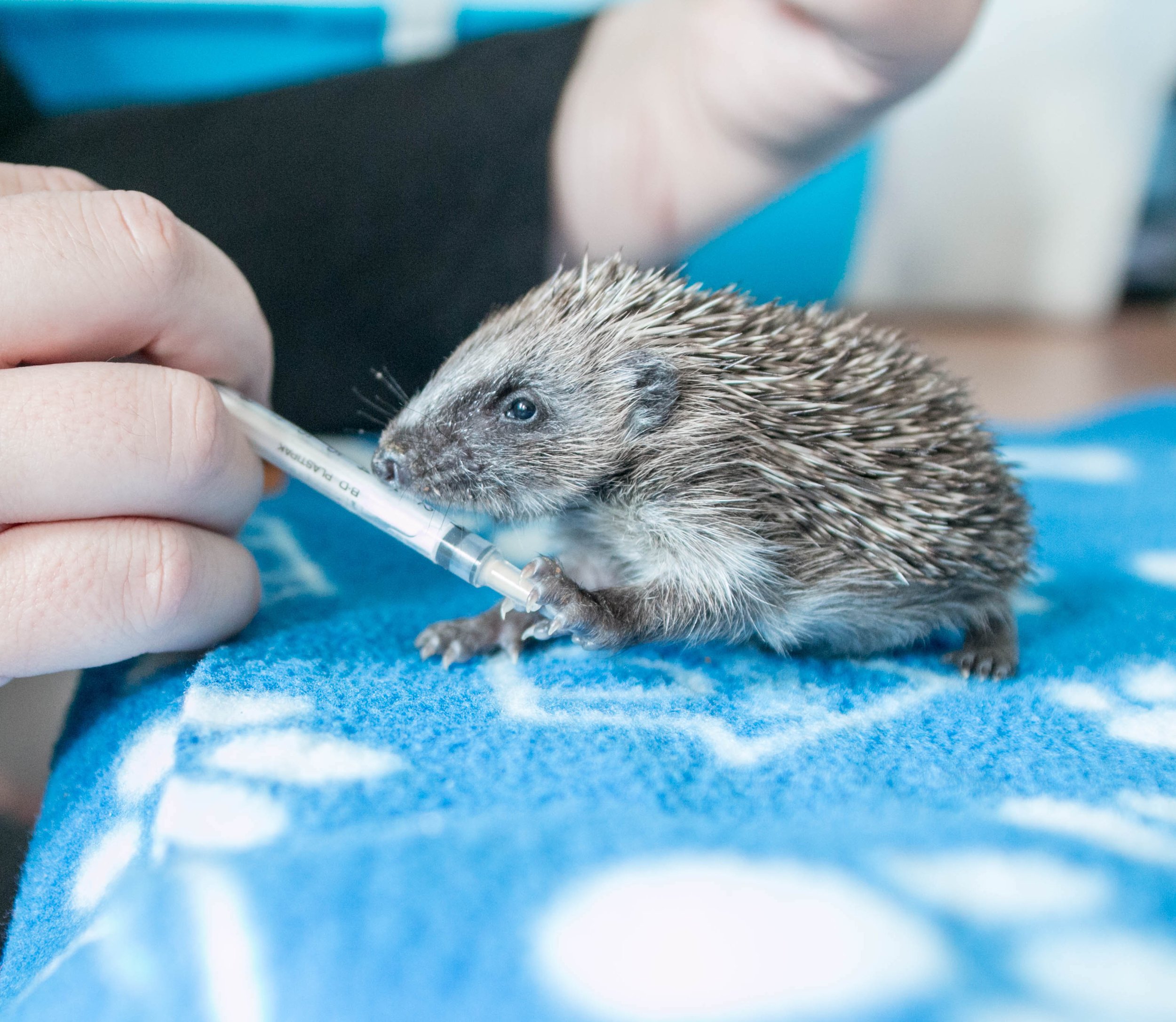 hoglet with syringe.jpg