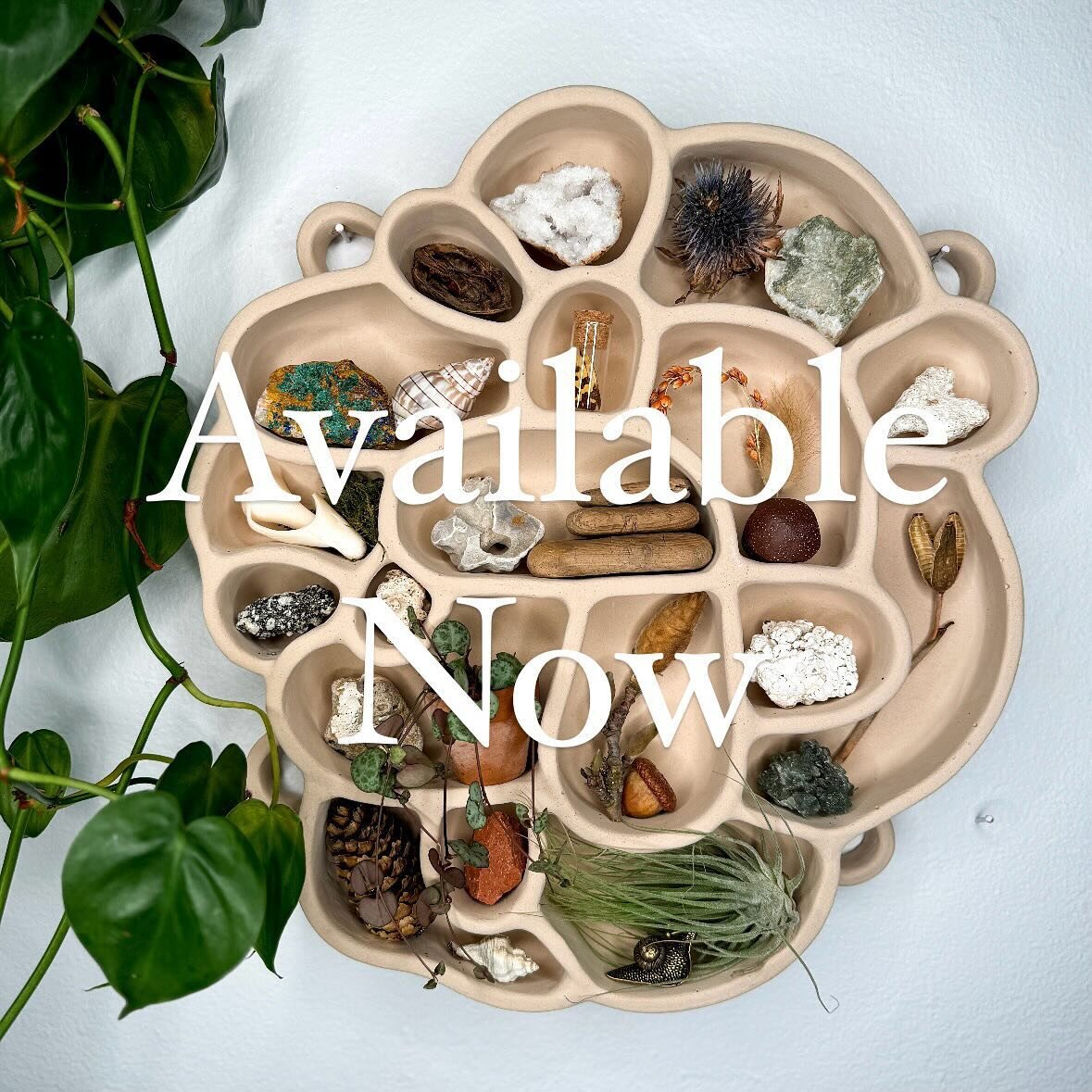 Sand has been added to the website (link in bio) along with a handful of ready to ship Moss and Terracotta shelves ✨

#curioshelf #natureshelf #naturalhomedecor #naturecollection #natureshop #rockshop #rockshelf #curiosities #oddities #odditiesandcur